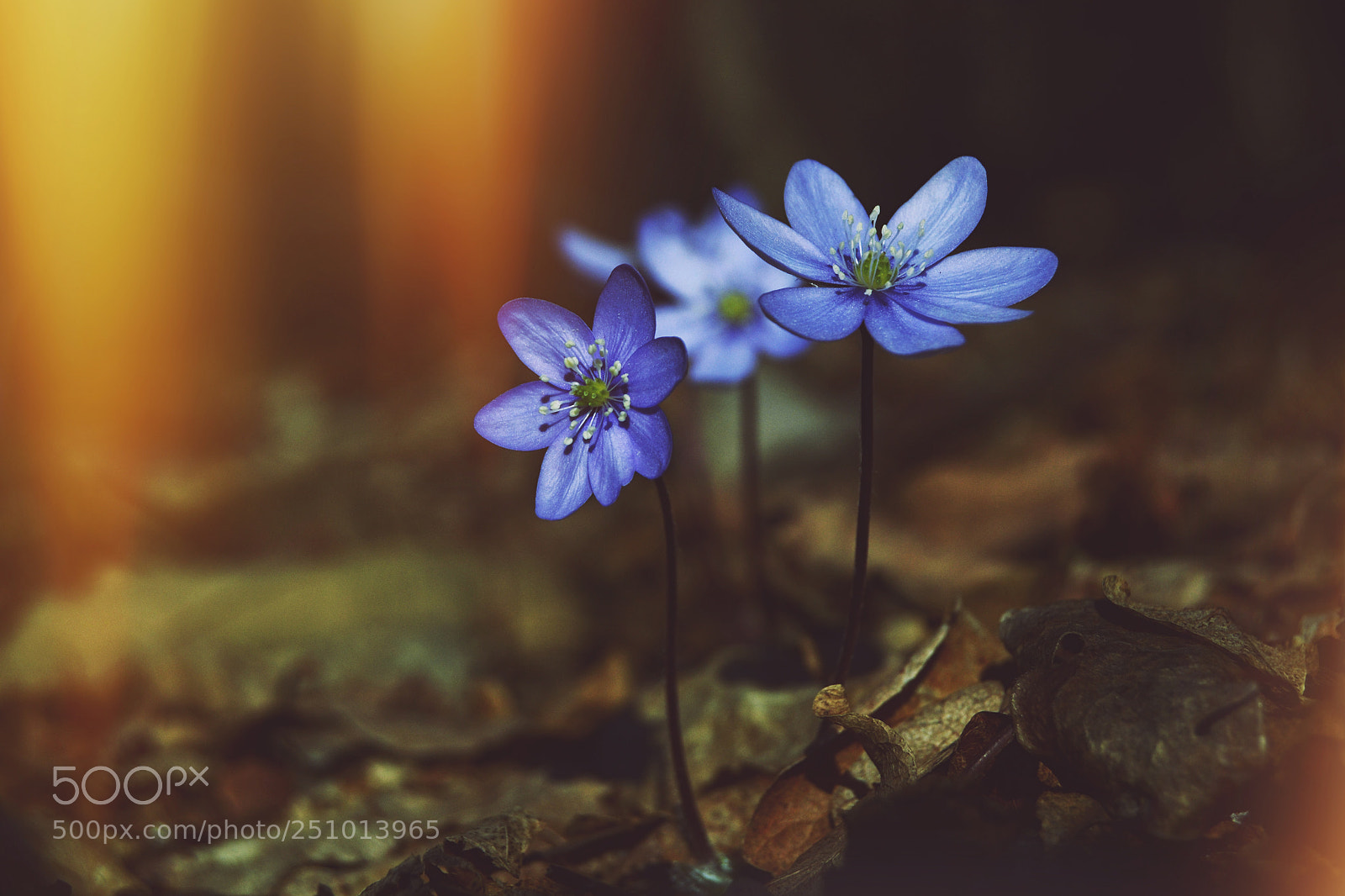 Nikon D3100 sample photo. Hepatica nobilis photography