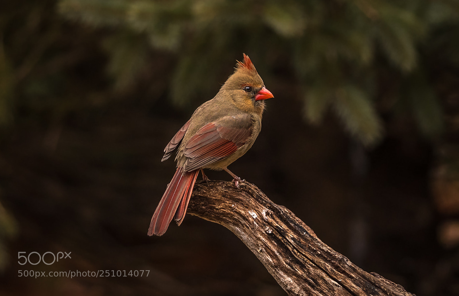 Nikon D500 sample photo. Female northern cardinal photography
