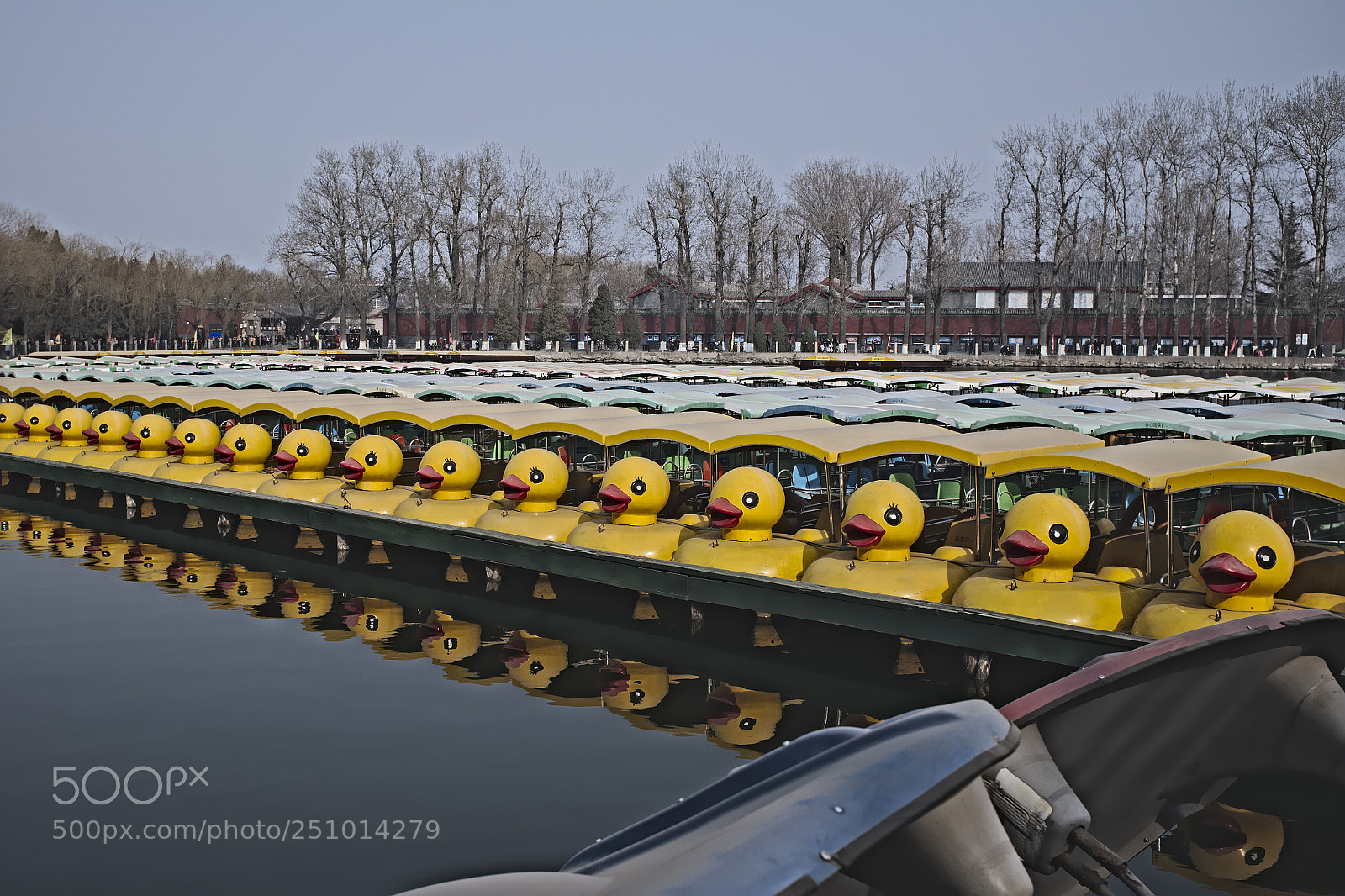 Fujifilm X100F sample photo. Ducks at the beihai photography