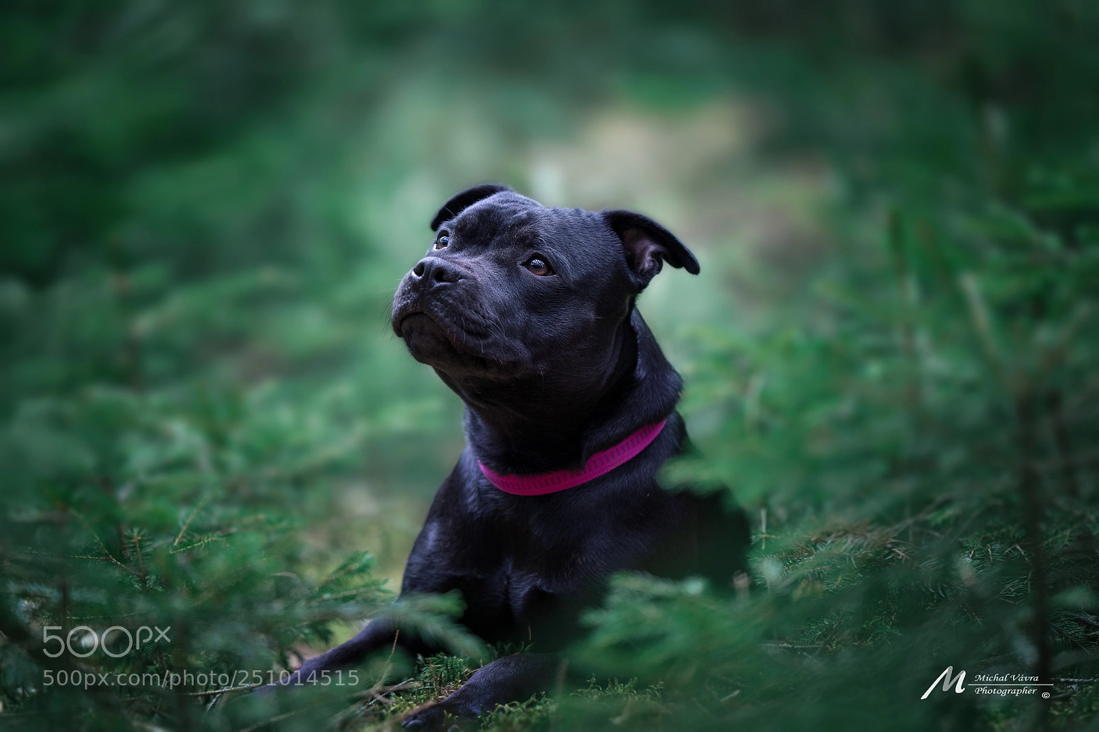 Sony a7R II sample photo. Arisha photography