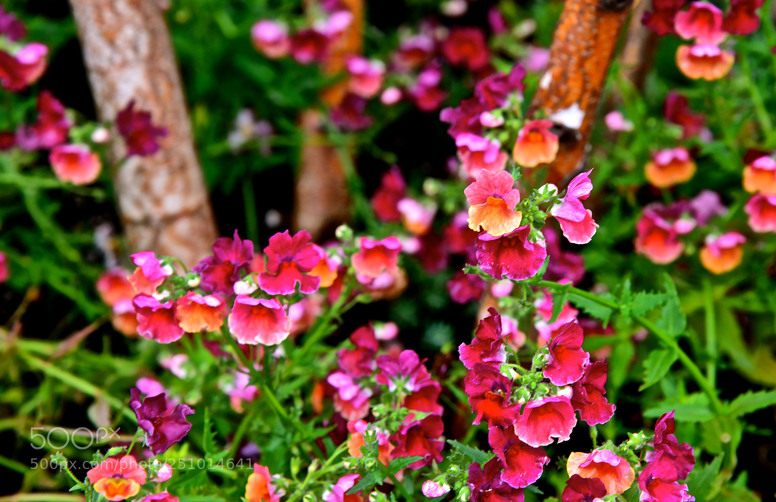Nikon D600 sample photo. Spring blooms photography