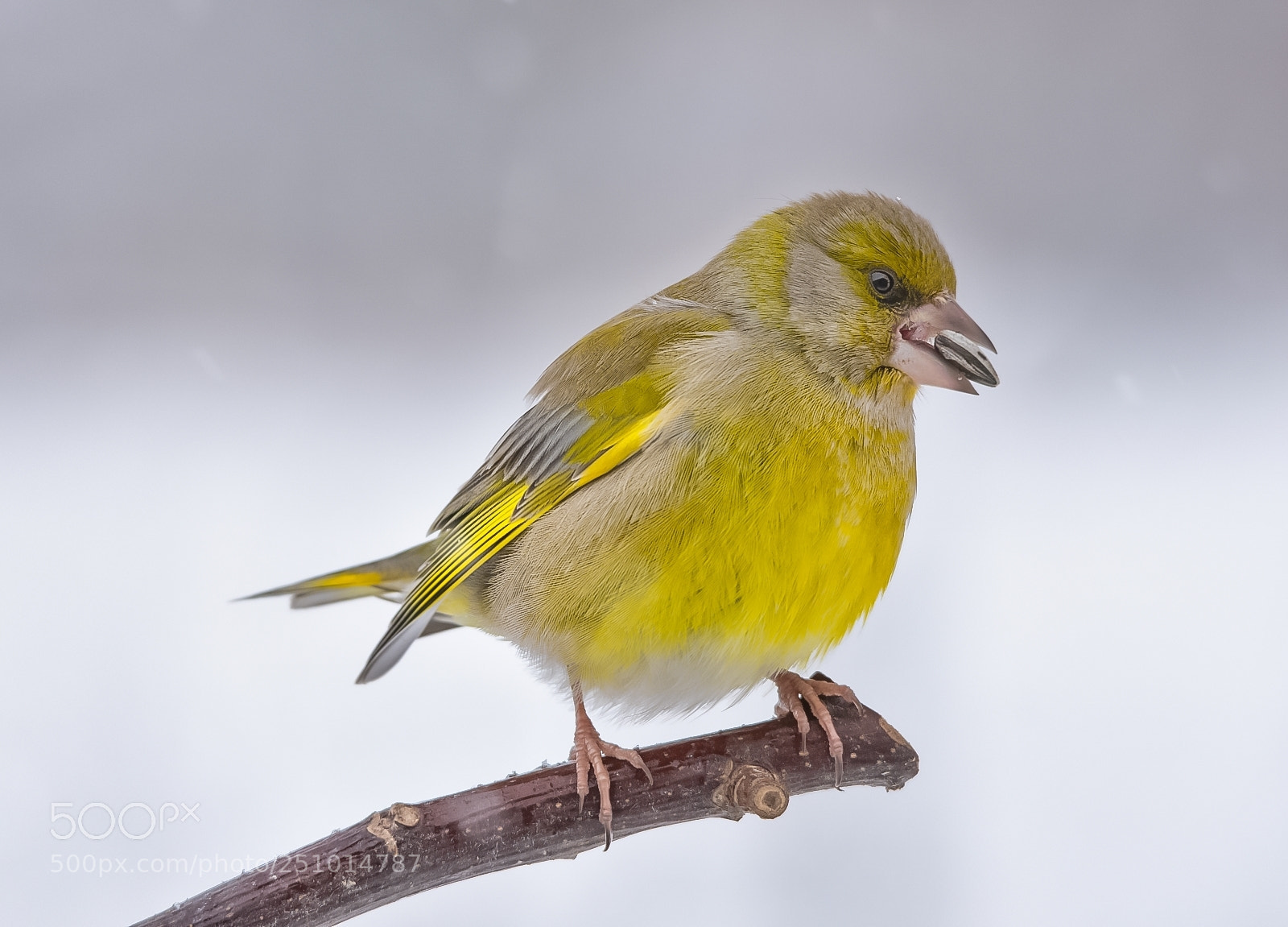 Nikon D7200 sample photo. Greenfinch photography