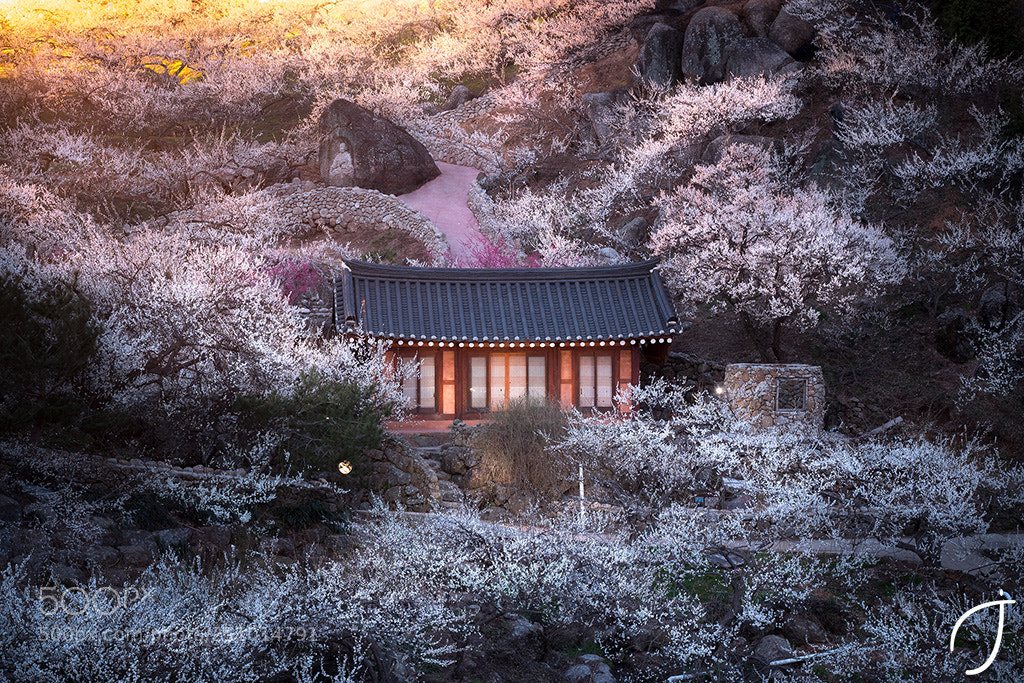 Panasonic Lumix DMC-GX85 (Lumix DMC-GX80 / Lumix DMC-GX7 Mark II) sample photo. Pavillion and flowers in photography