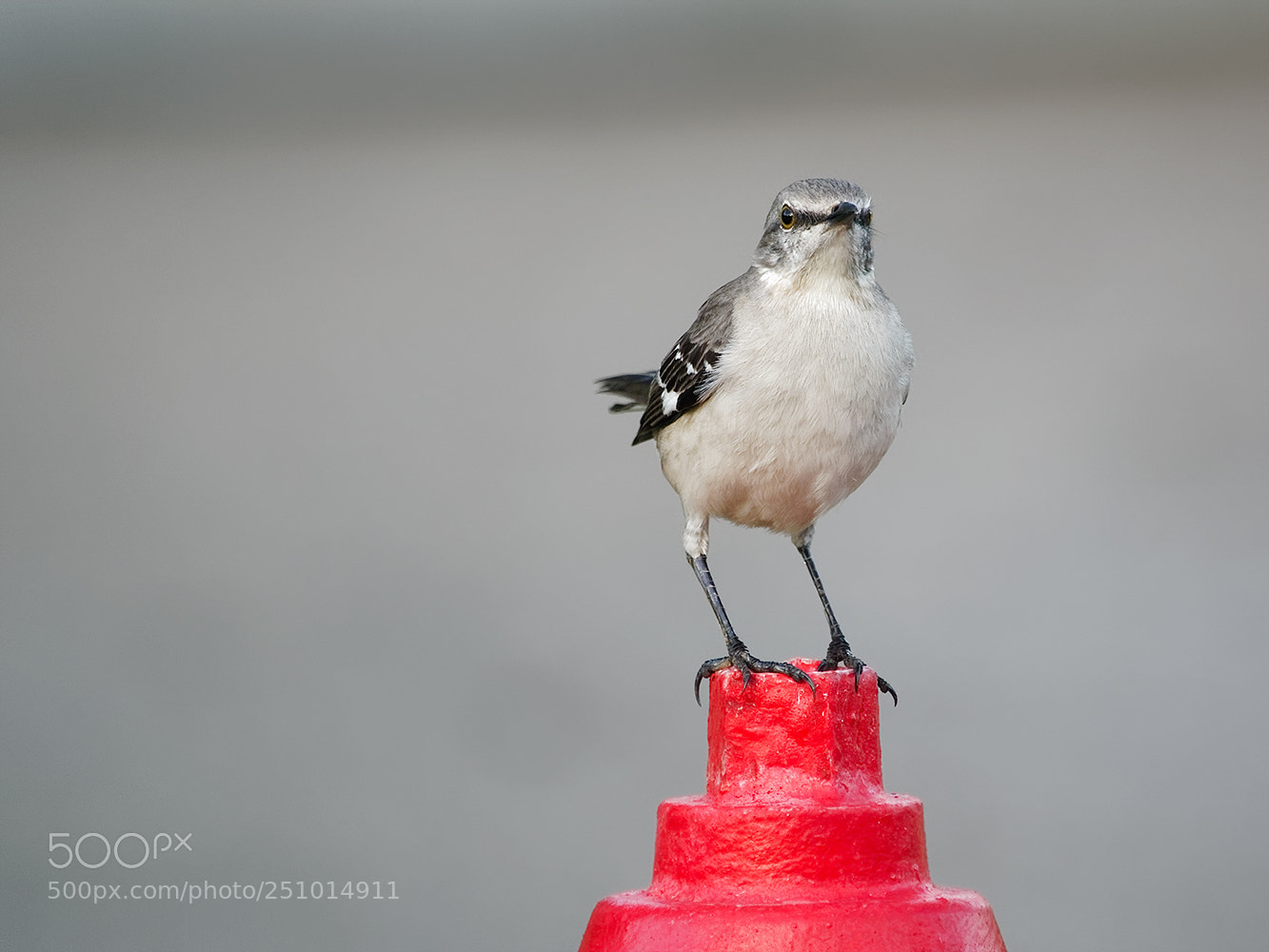 Sony Cyber-shot DSC-RX10 III sample photo. Staring northern mockingbird on photography
