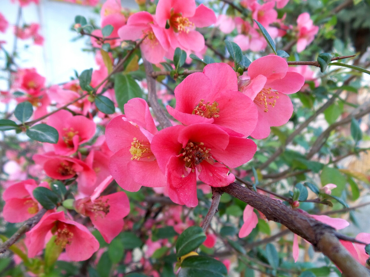Samsung Galaxy Camera 2 sample photo