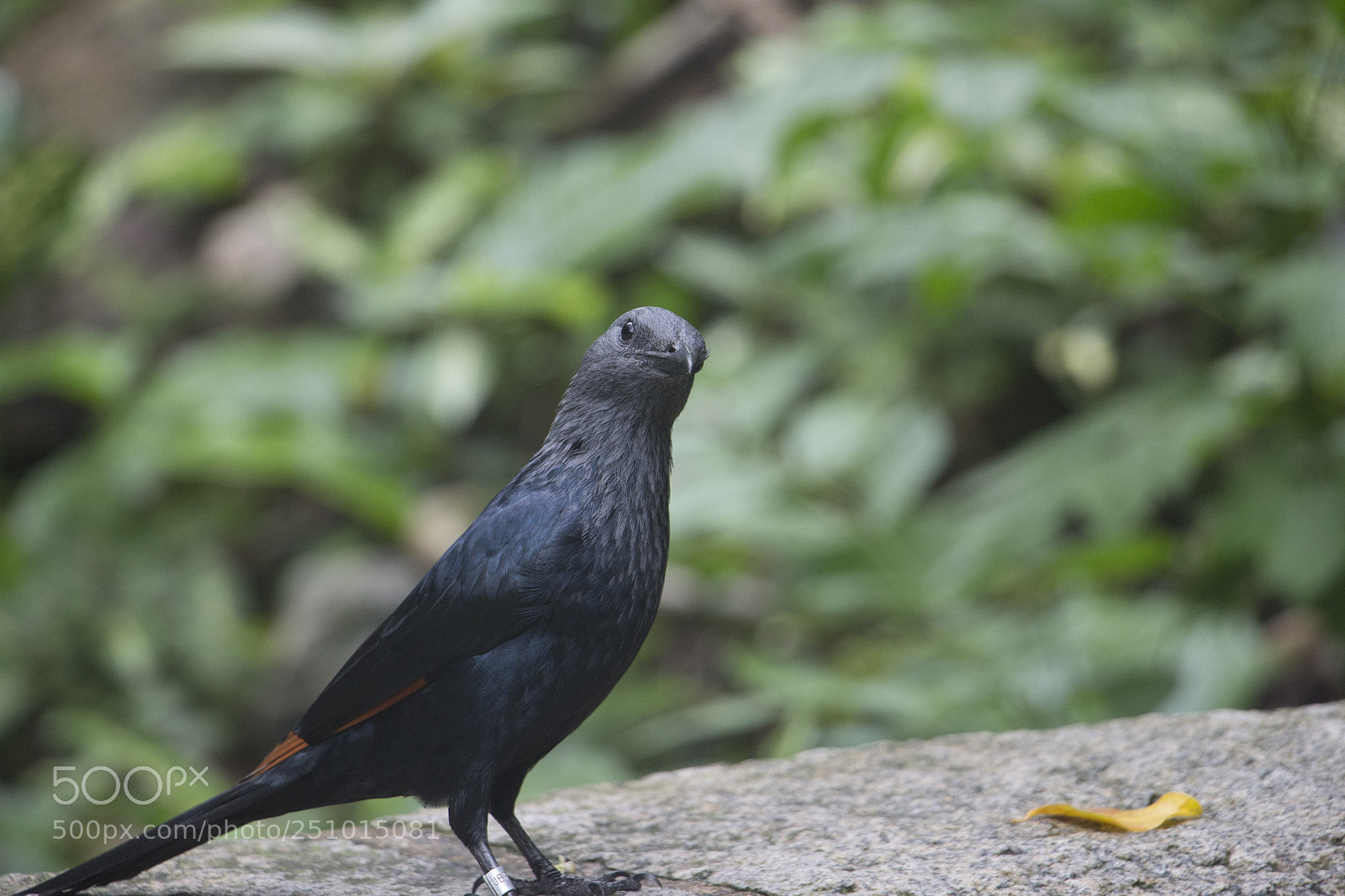Canon EOS 700D (EOS Rebel T5i / EOS Kiss X7i) sample photo. Img photography