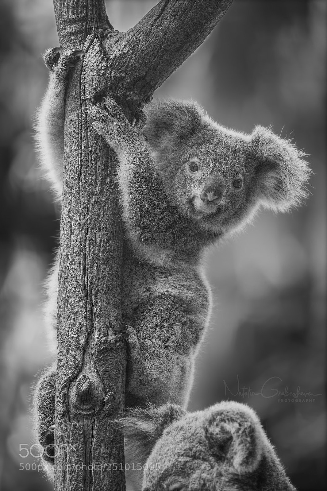 Sony a9 sample photo. G'day mate! photography