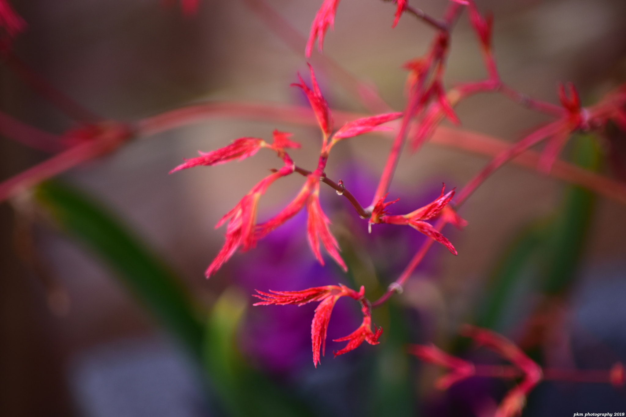 Nikon D3300 sample photo. Acer 'katsura' photography