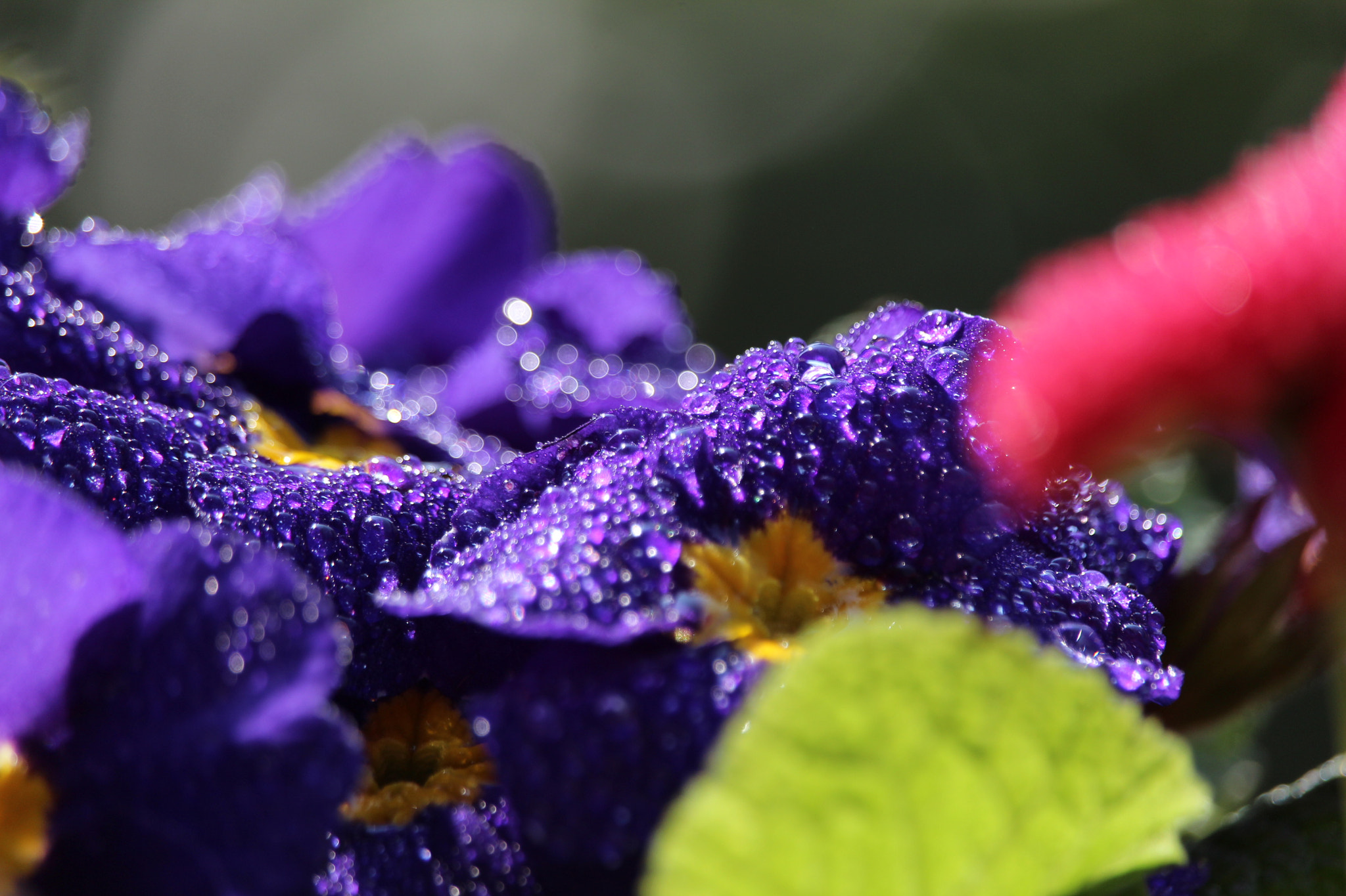 Canon EF-S 55-250mm F4-5.6 IS STM sample photo. Perle photography