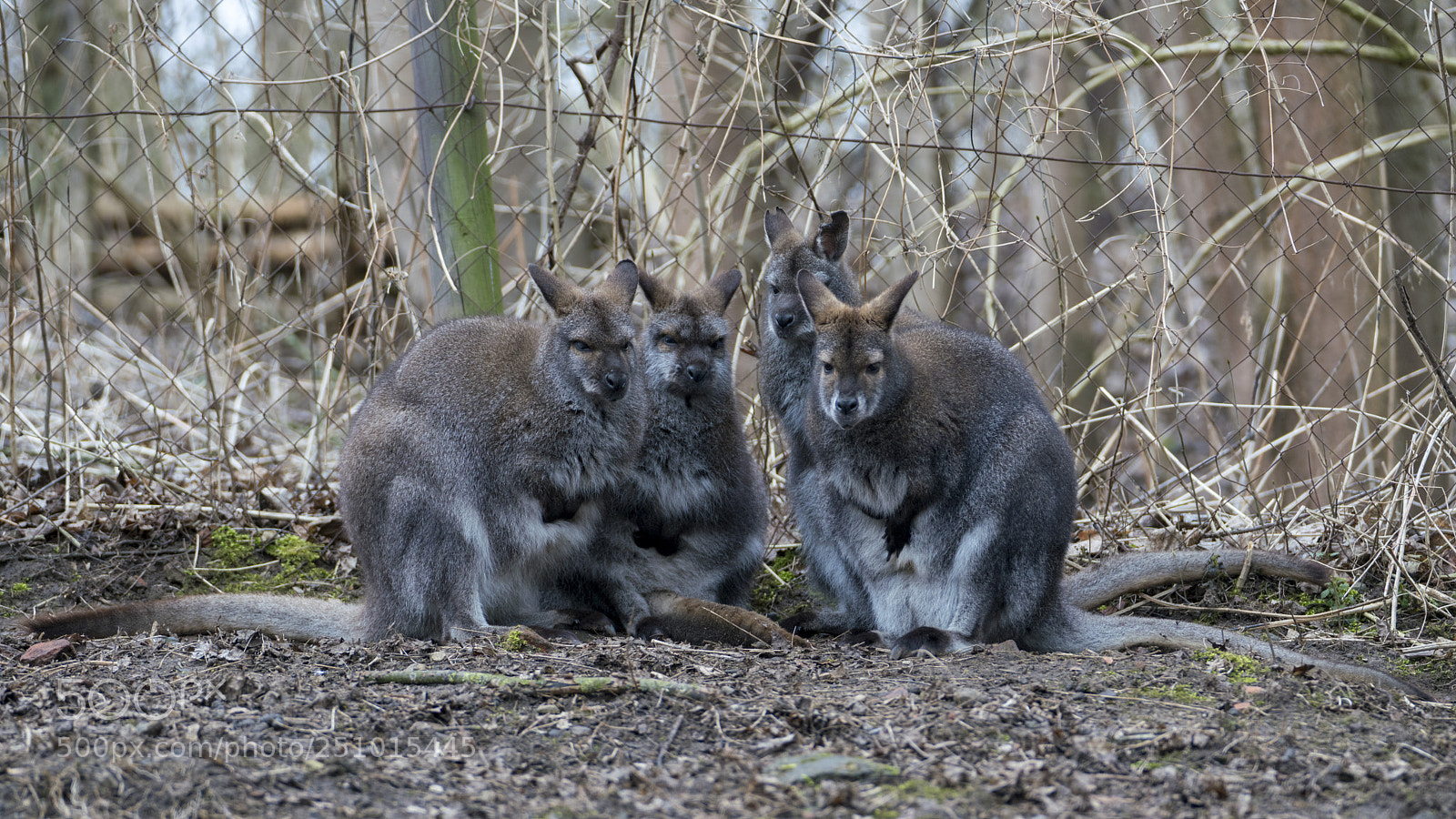Sony a7R III sample photo. Kangaroo photography