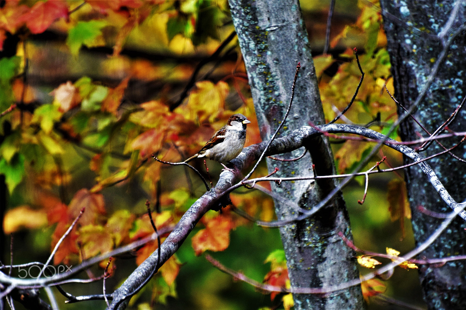 Nikon D5300 sample photo. Colored background. photography