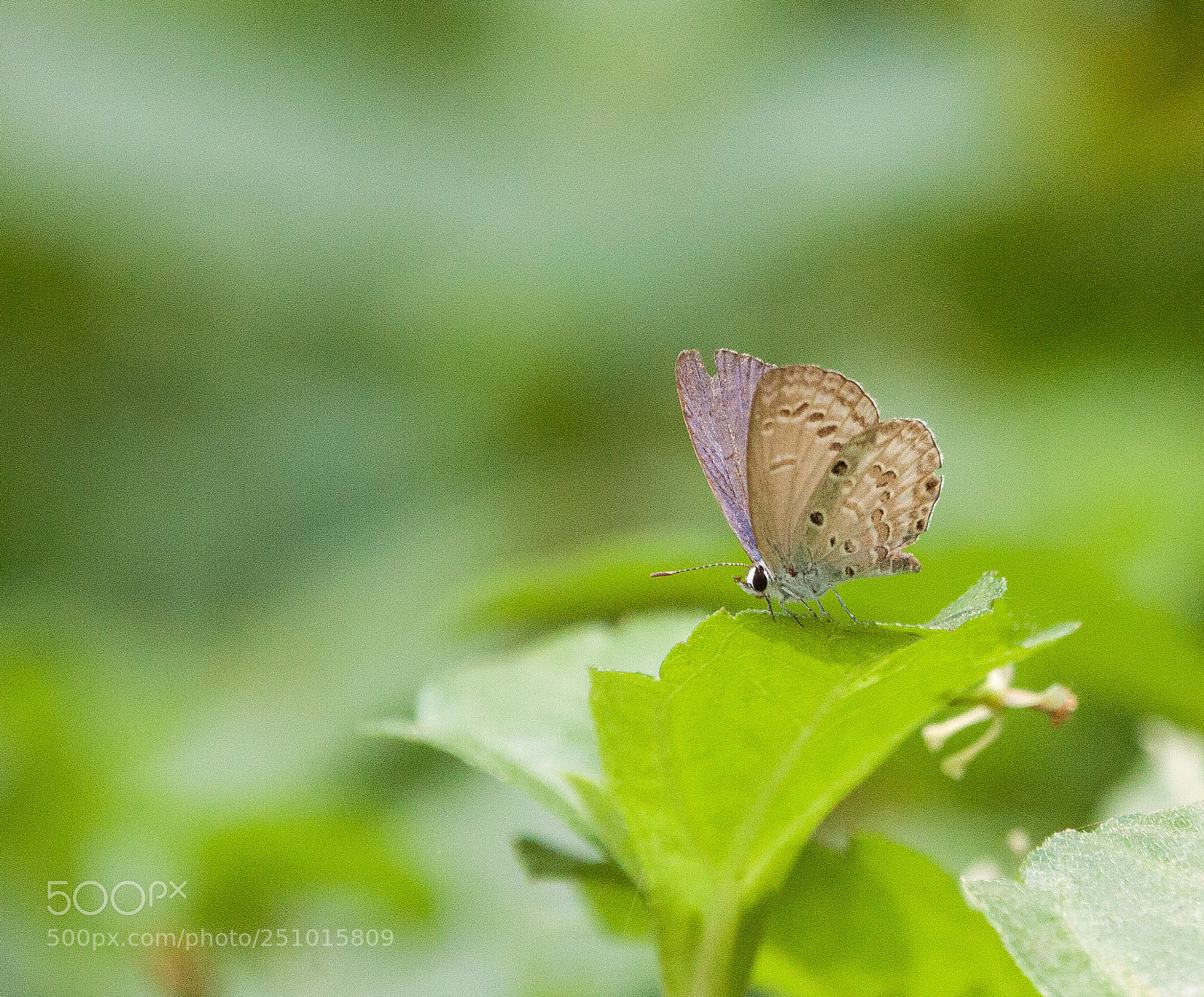 Canon EOS 500D (EOS Rebel T1i / EOS Kiss X3) sample photo. Dreamy colours photography