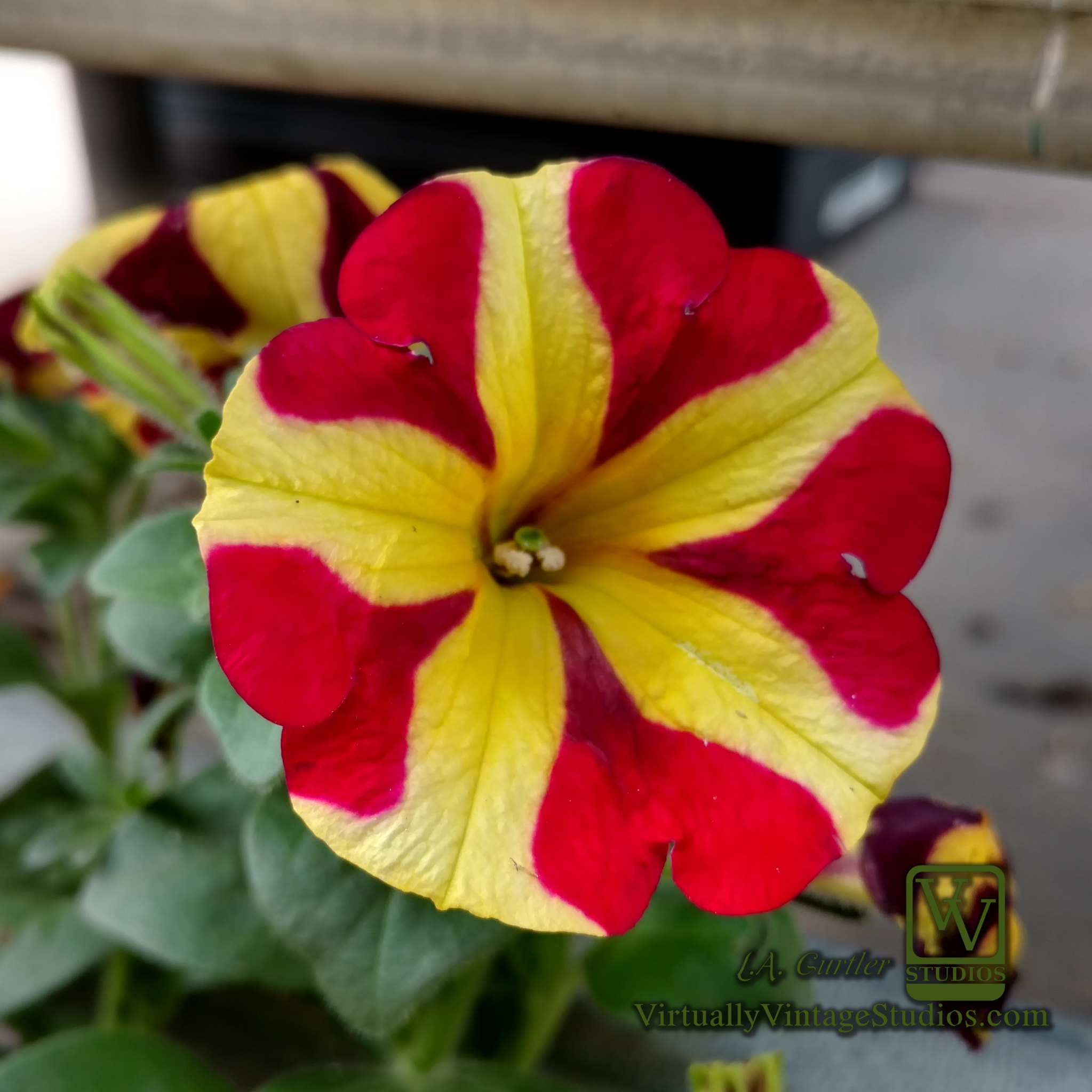 Motorola DROID Turbo 2 sample photo. Queen of hearts petunia photography