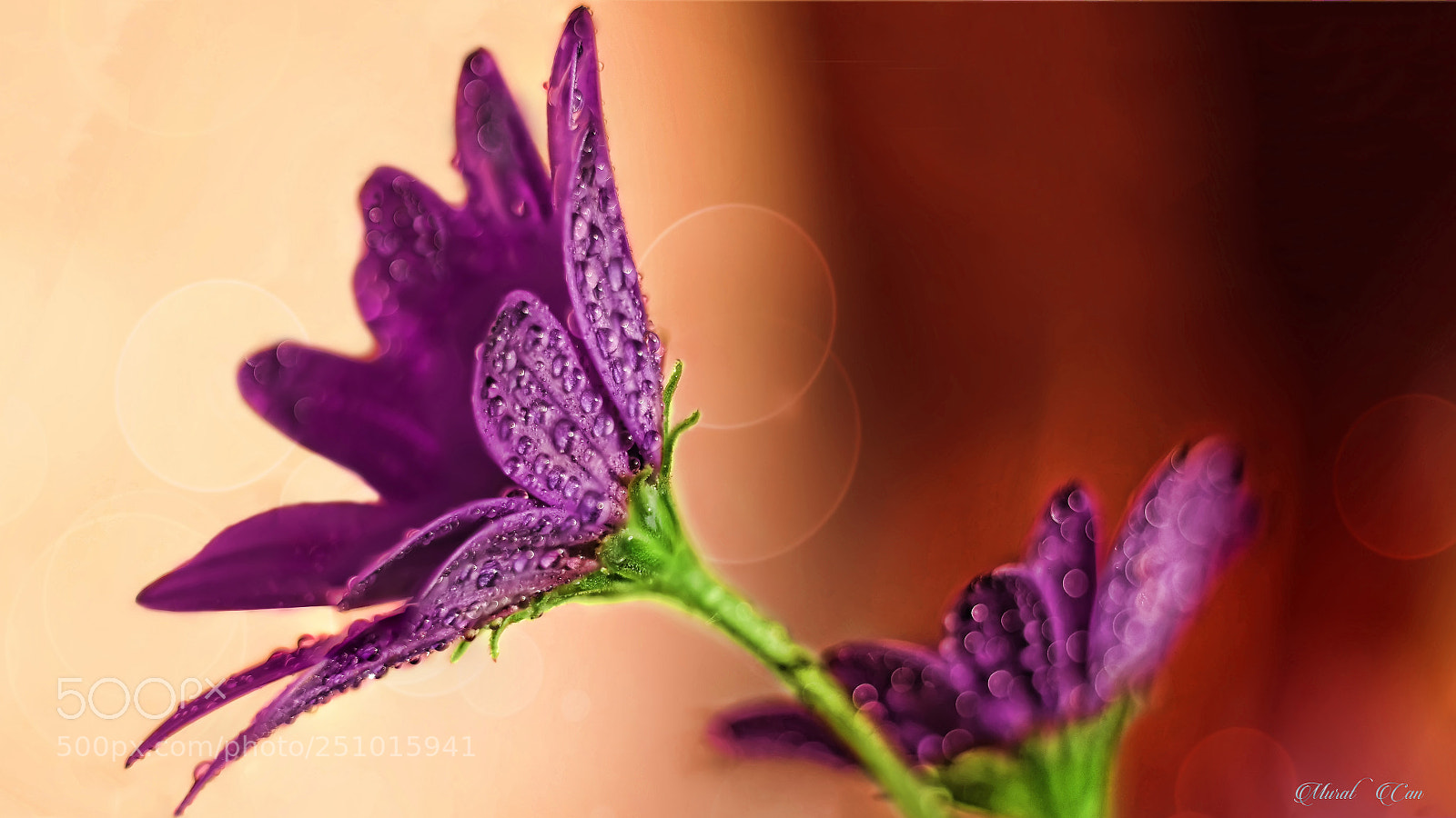 Samsung NX300 sample photo. Purple drops photography