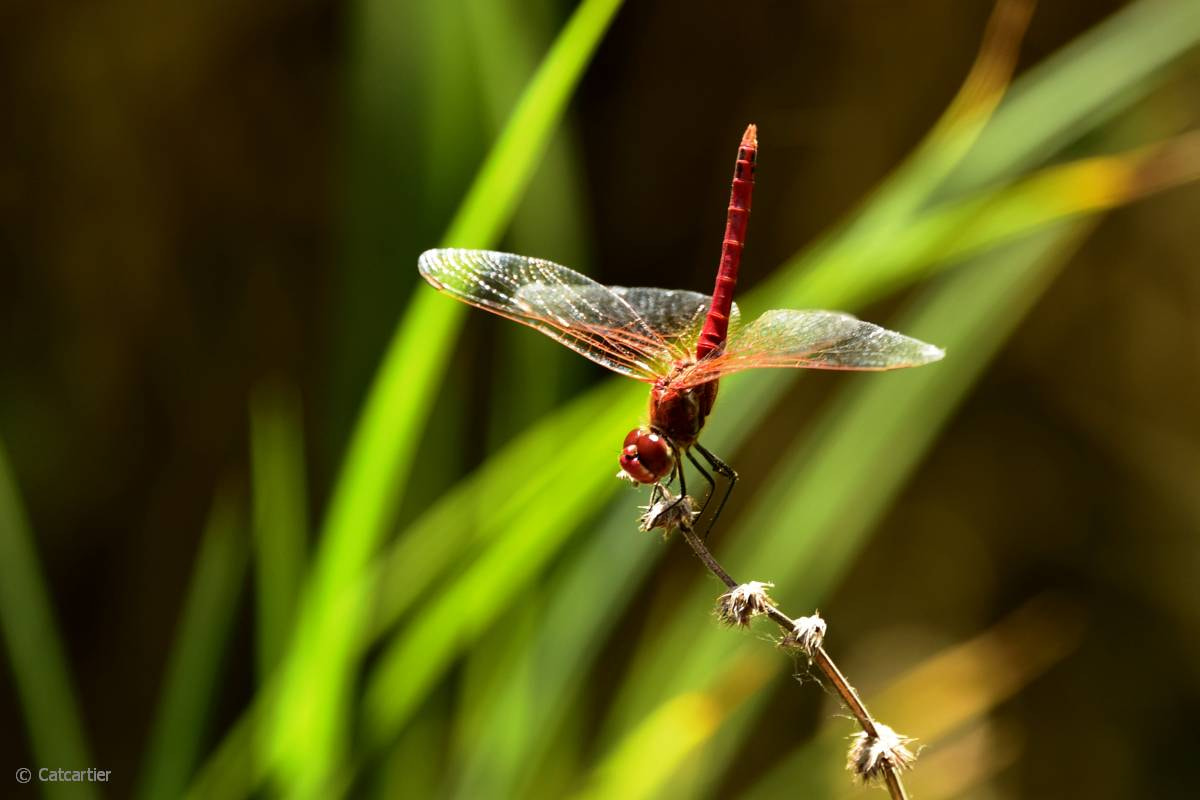 Nikon D750 + Nikon Nikkor AF-S 300mm F4E PF ED VR sample photo. Pièce droite photography