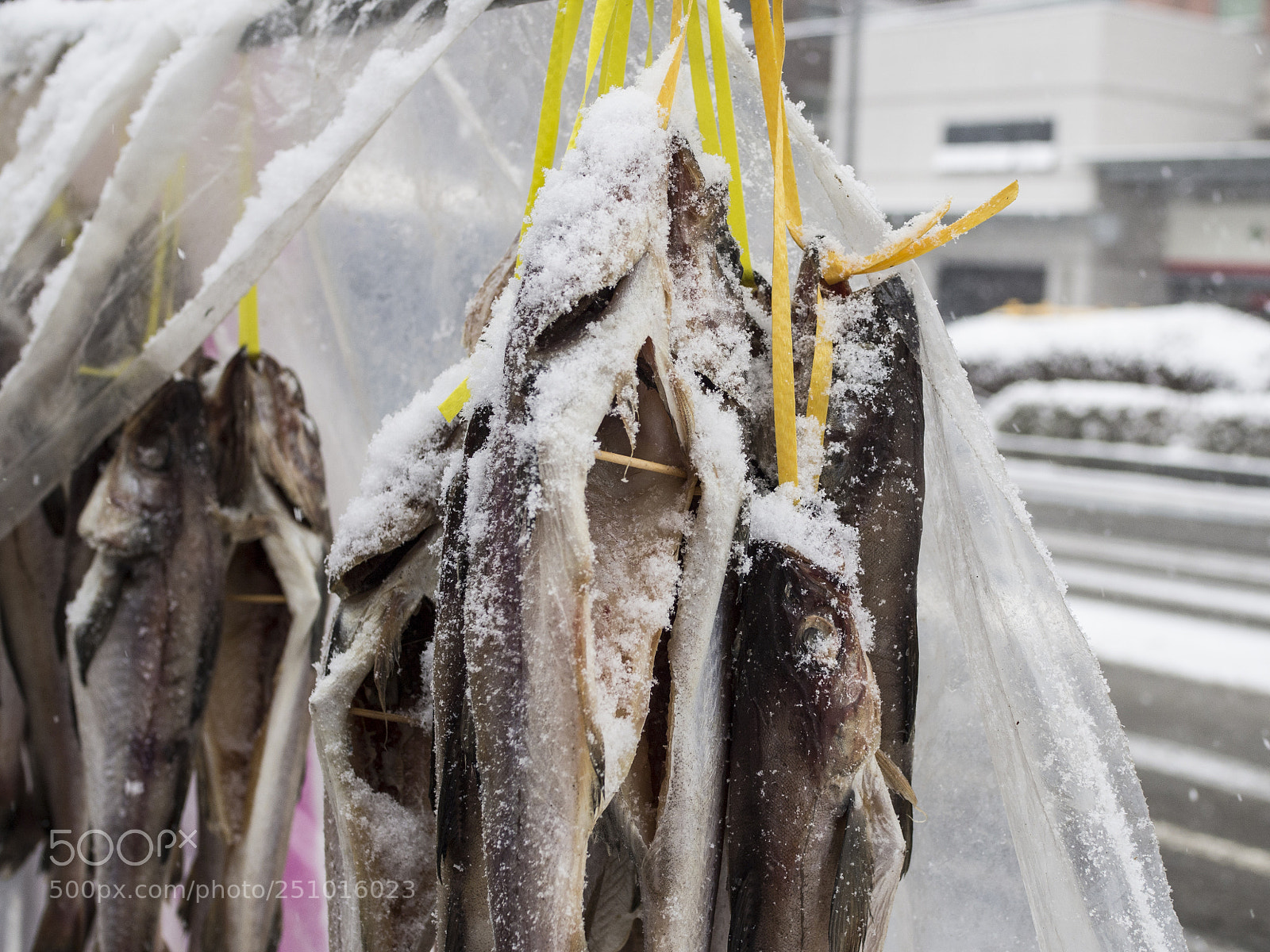 Olympus OM-D E-M10 sample photo. Fish photography