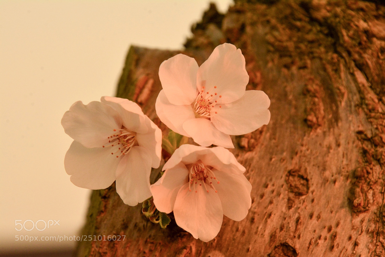Nikon D7100 sample photo. Cherry blossoms  photography