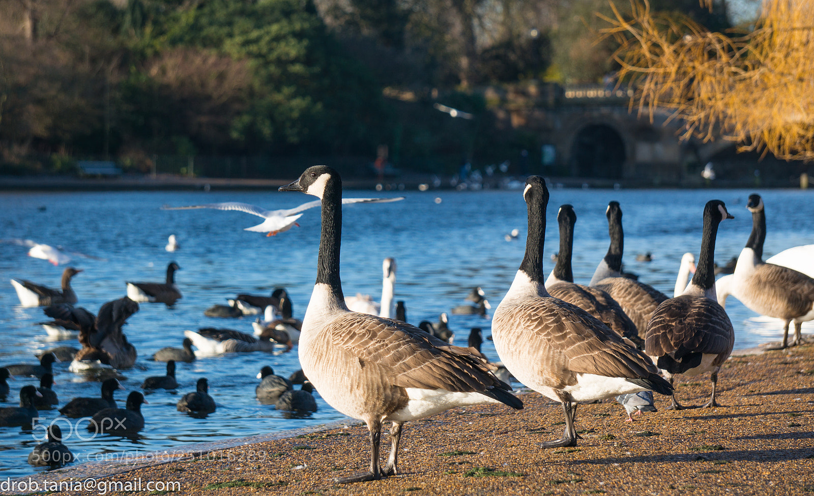 Sony Alpha NEX-5T sample photo. Birds photography