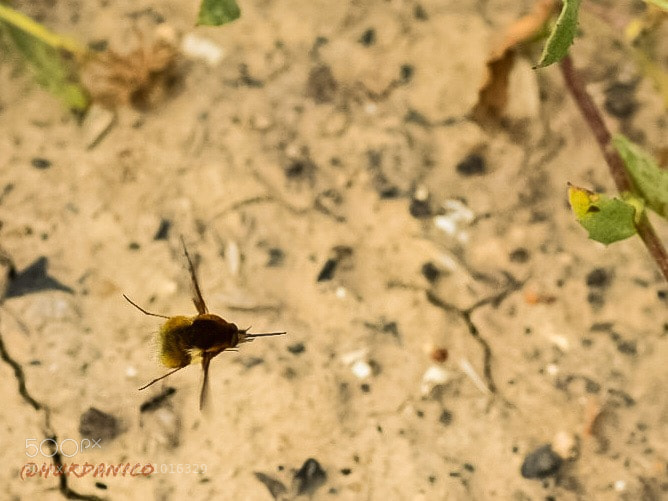 Nikon D5300 sample photo. Brown helicopter photography