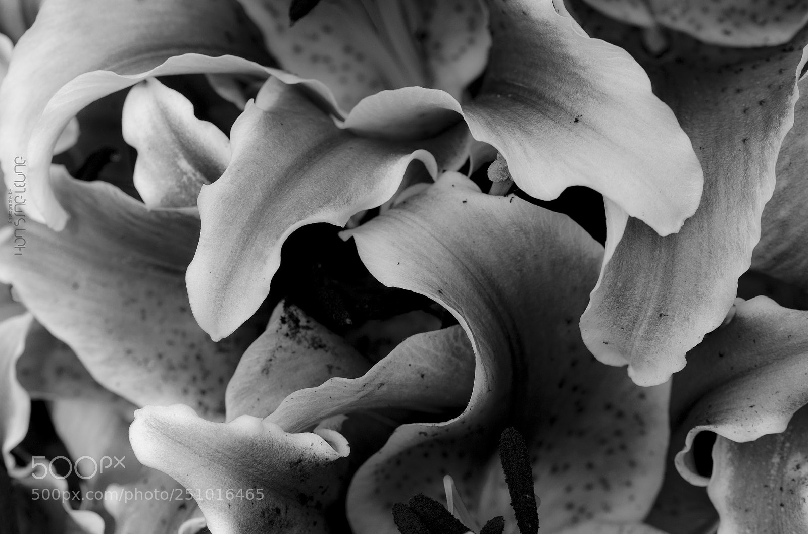 Nikon D7000 sample photo. No leaves photography
