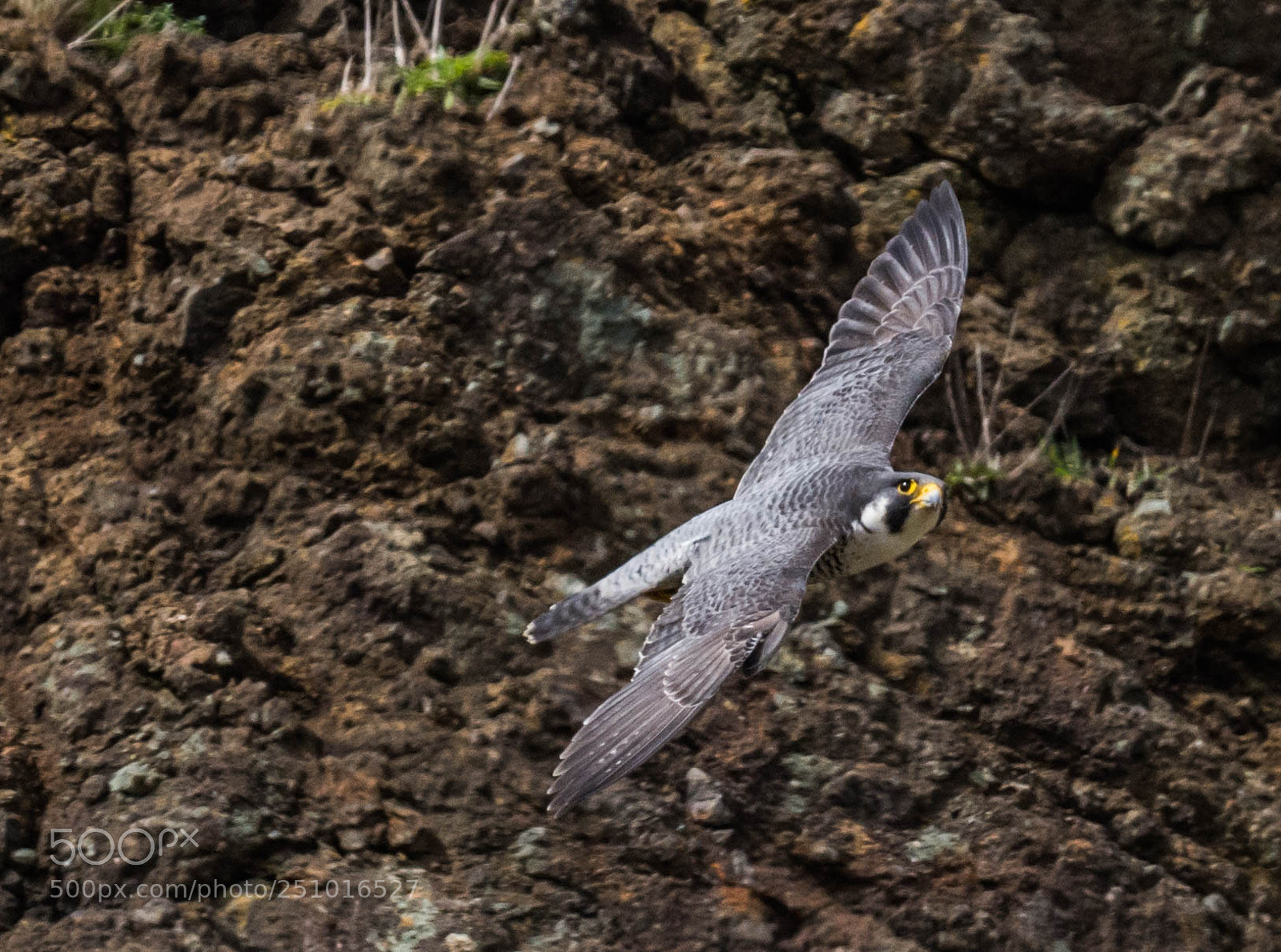 Nikon D7200 sample photo. Peregrine falcon flight photography