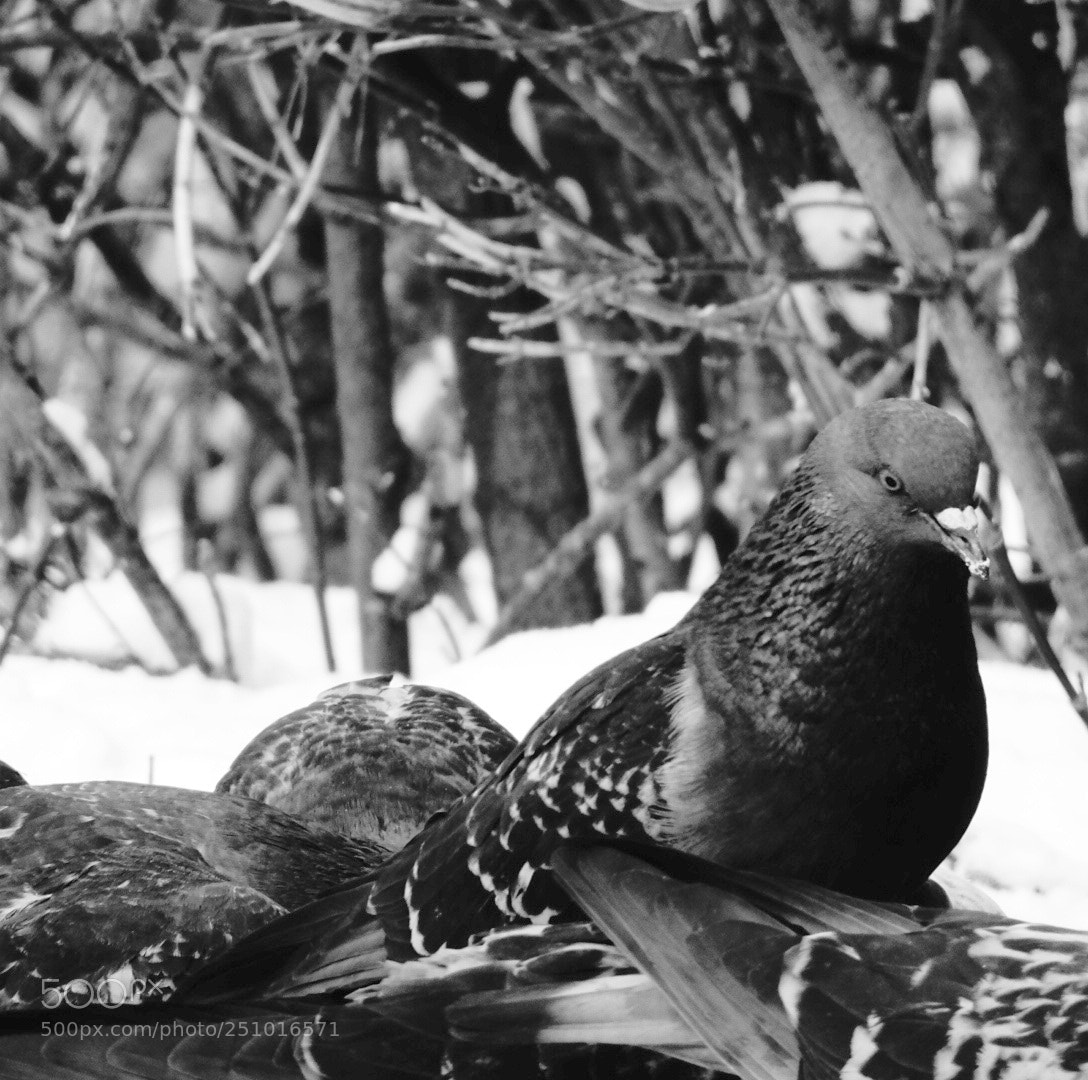 Sony DSC-HX90 sample photo. Московские жители photography