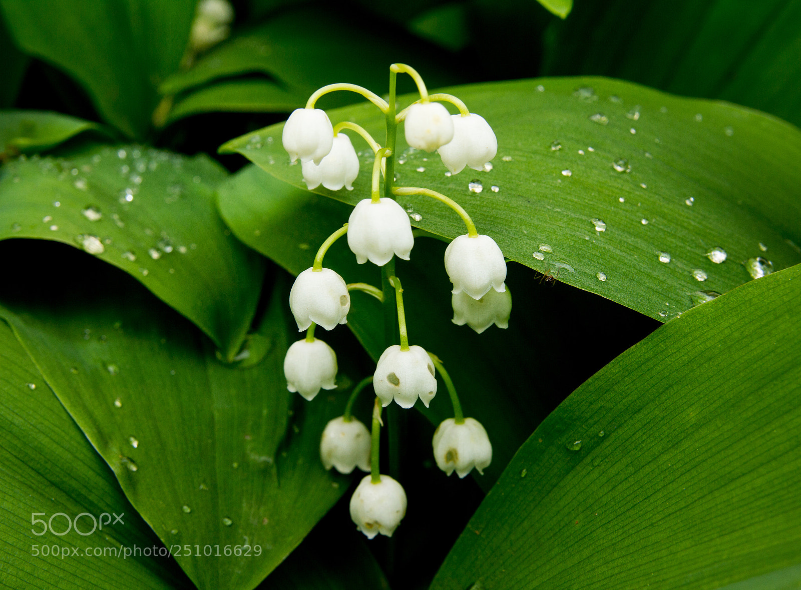Canon EOS 550D (EOS Rebel T2i / EOS Kiss X4) sample photo. Lily of the valley photography
