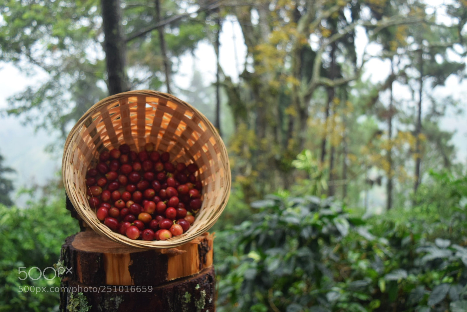 Nikon D3300 sample photo. Coffeeholic photography
