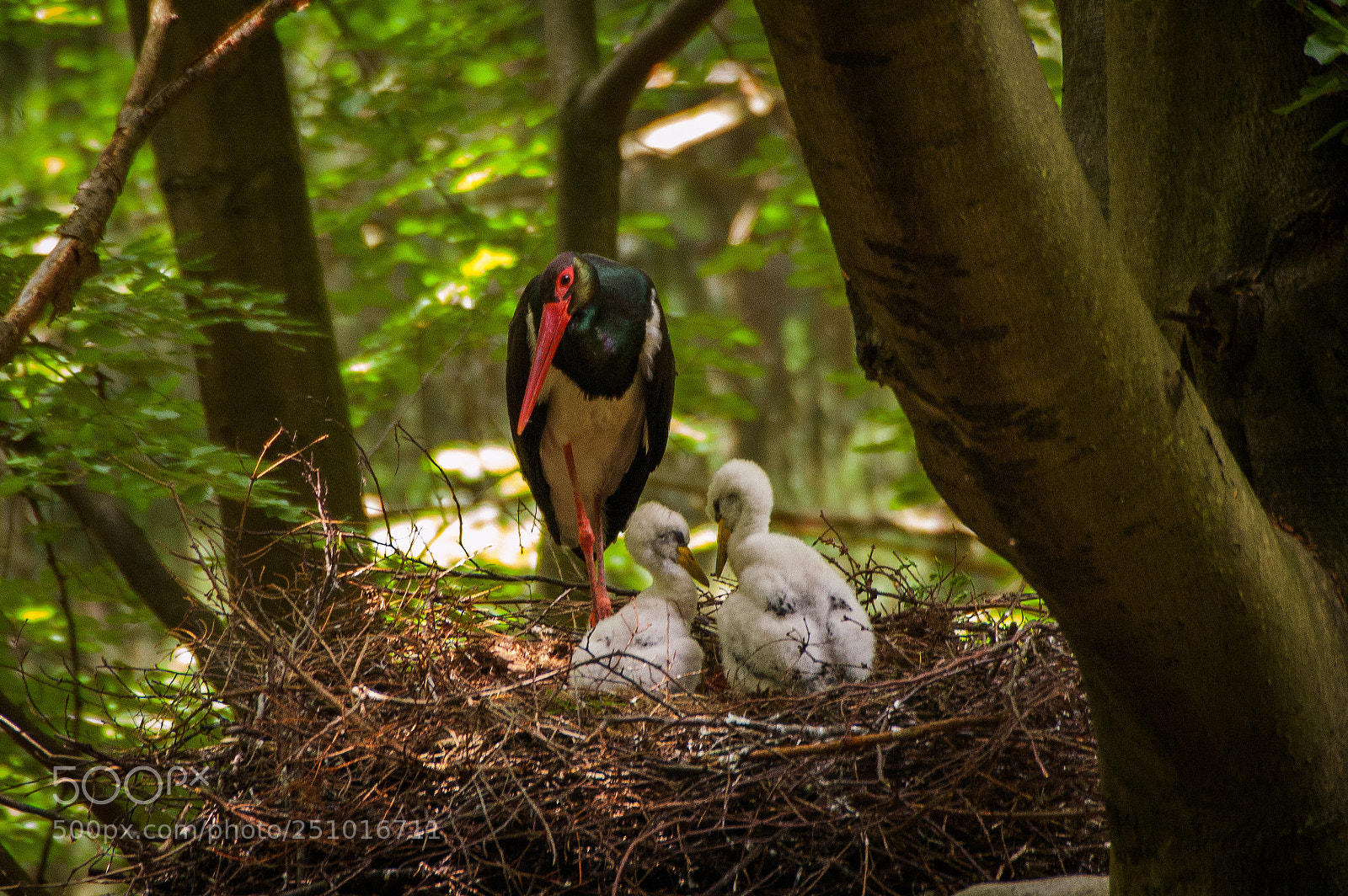 Nikon D50 sample photo. Black stork photography