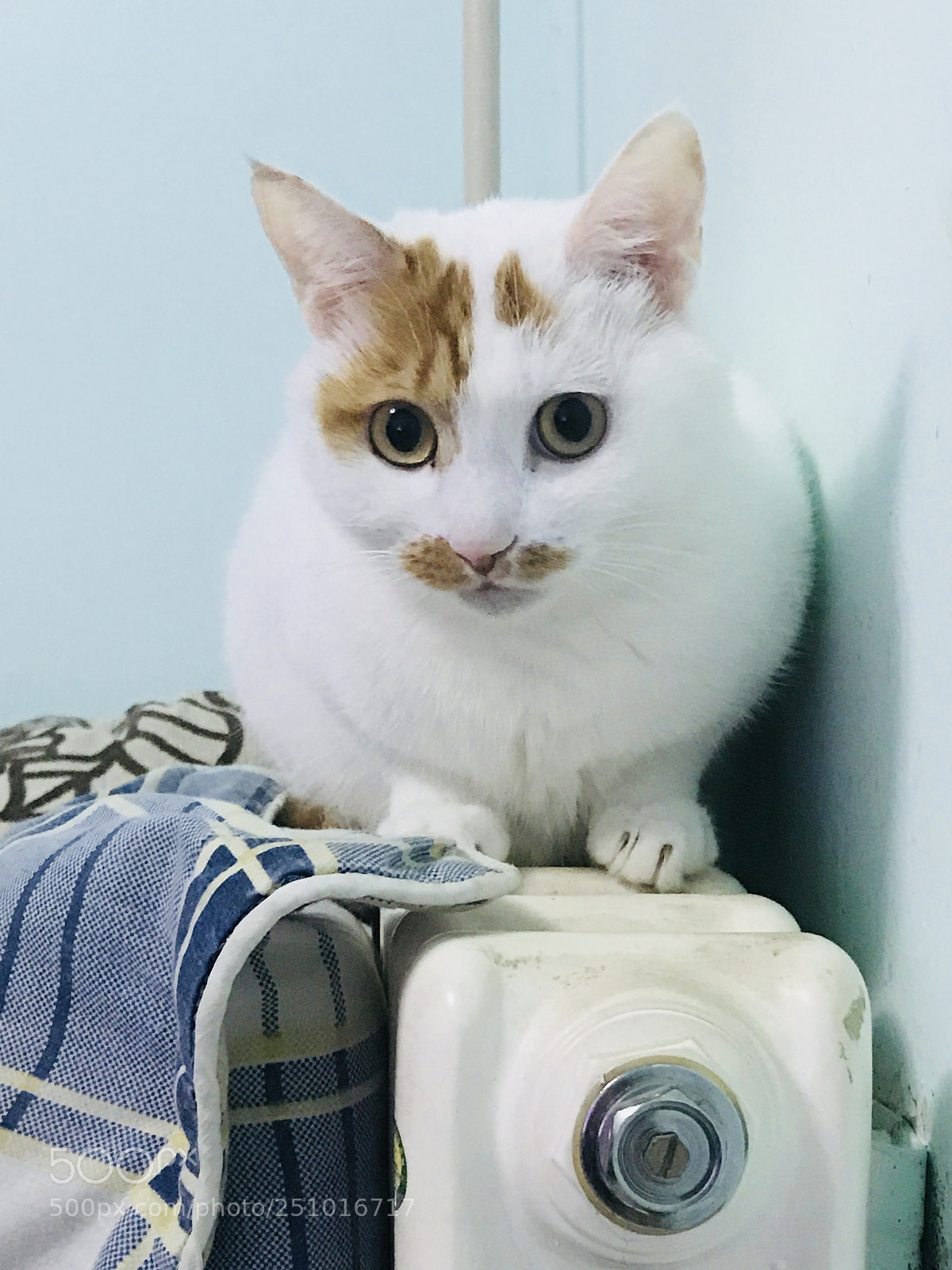 Apple iPhone 7 Plus sample photo. Untitled photography