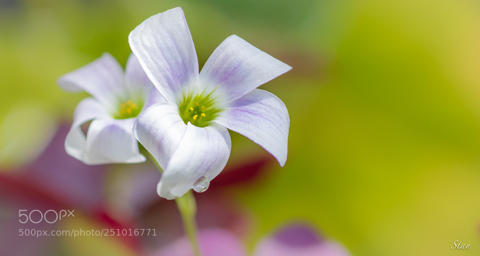 Canon EOS 80D sample photo. Nature douce photography