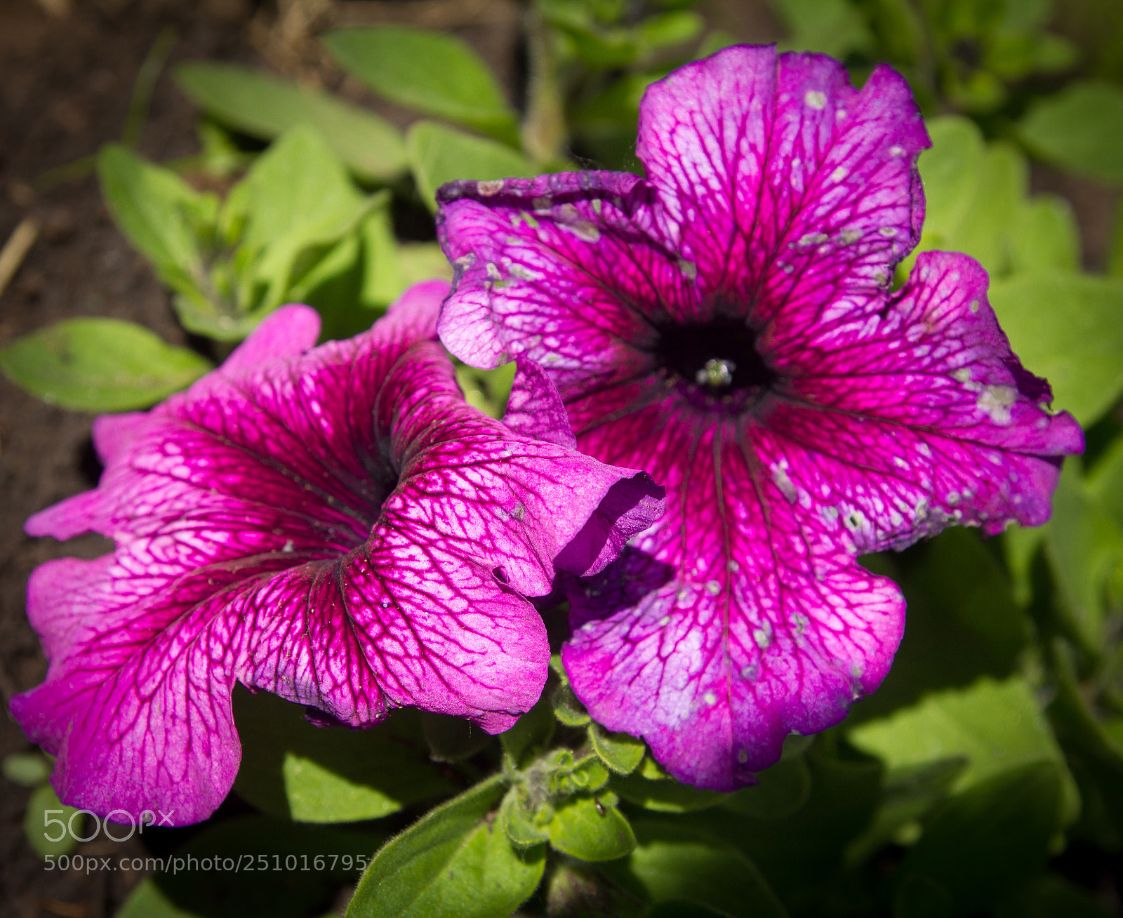 Canon EOS 550D (EOS Rebel T2i / EOS Kiss X4) sample photo. The blooming of petunia photography