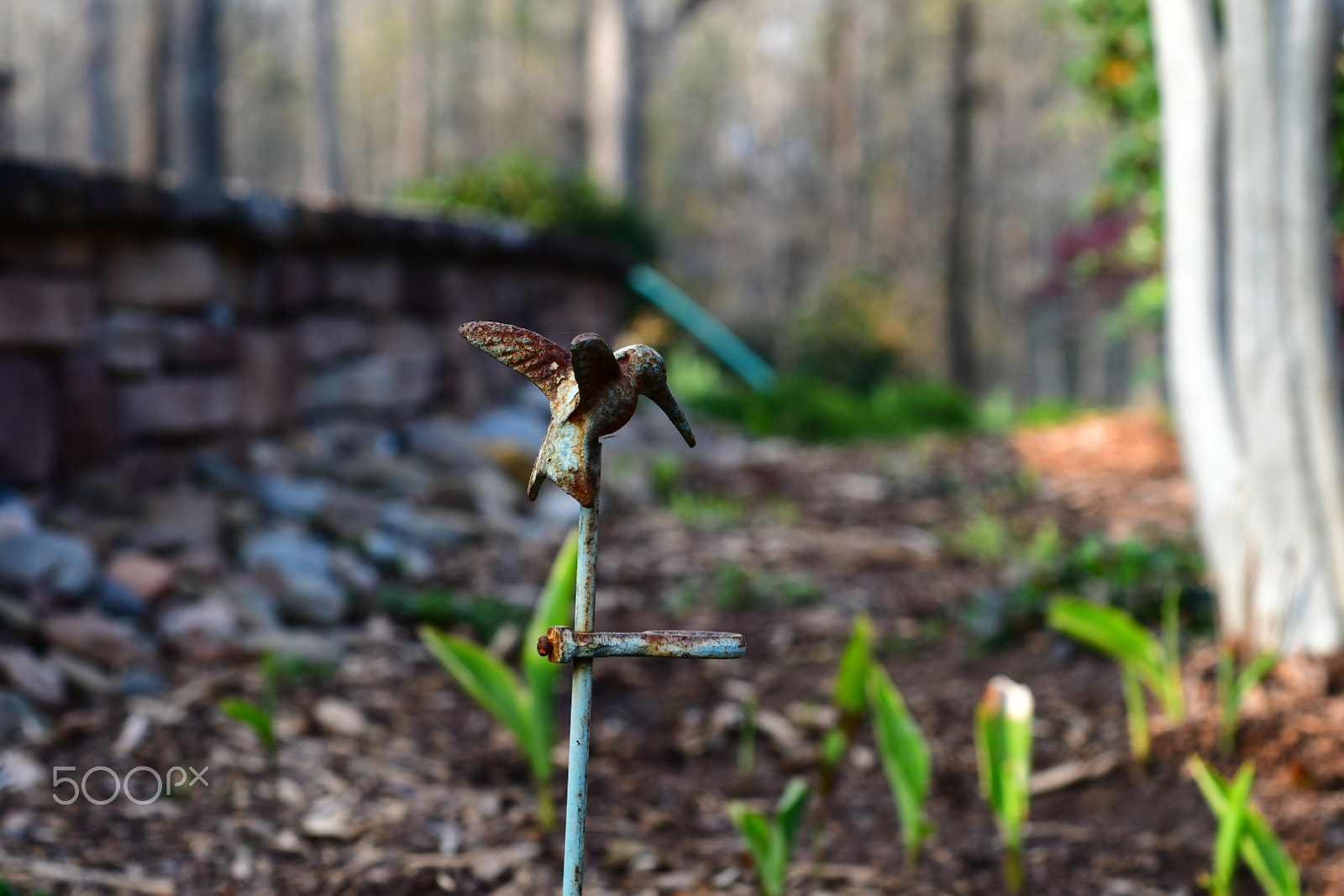 Nikon D7500 + Nikon AF Nikkor 50mm F1.8D sample photo. Hummingbird photography