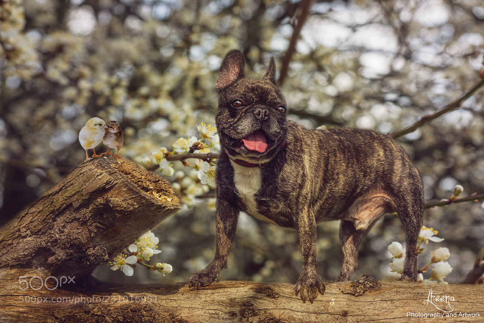 Olympus OM-D E-M1 sample photo. Finally, it's spring time! photography