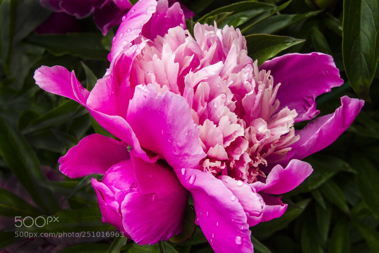 Canon EOS 550D (EOS Rebel T2i / EOS Kiss X4) sample photo. Flowering peonies in the photography