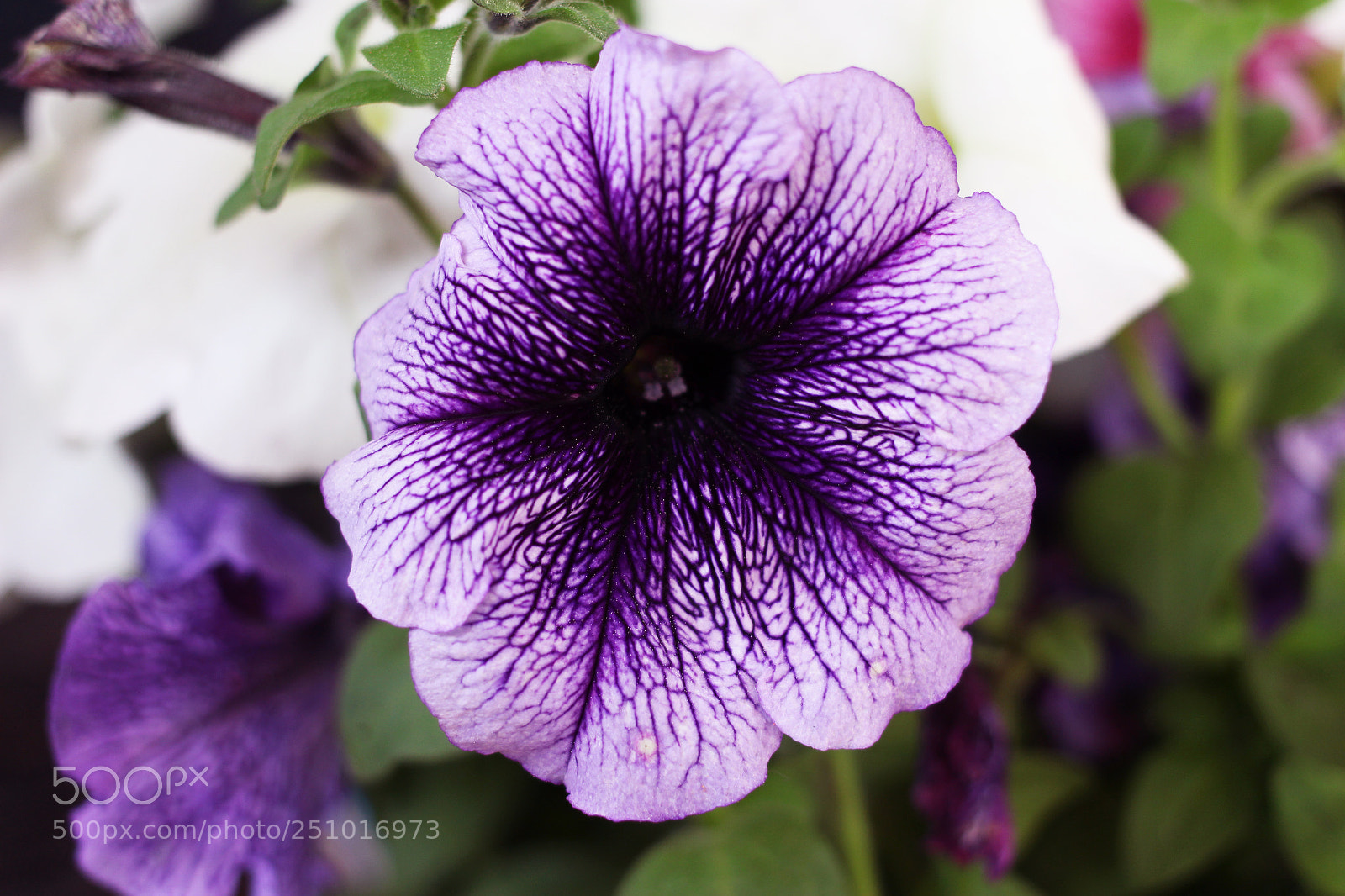 Canon EOS 700D (EOS Rebel T5i / EOS Kiss X7i) sample photo. Img photography