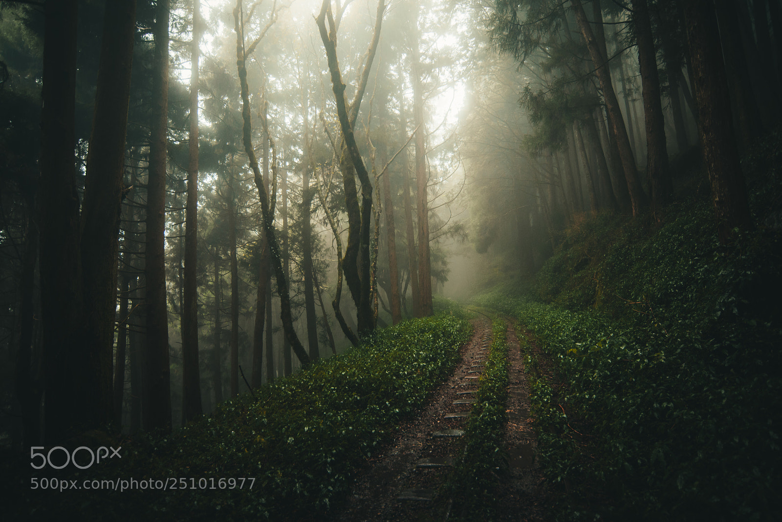 Nikon D600 sample photo. Abandoned railway photography