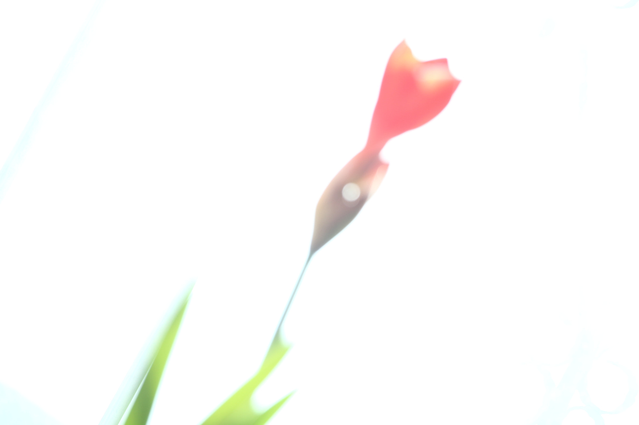 Canon EF-S 55-250mm F4-5.6 IS STM sample photo. 花影 photography