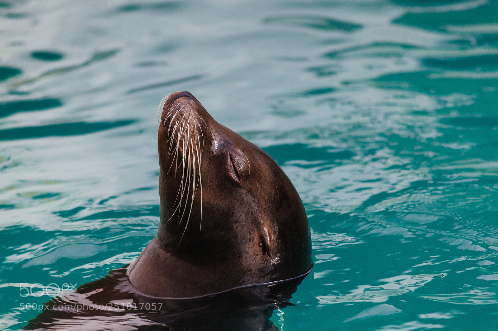 Canon EOS 5D Mark II sample photo. Sea lion photography