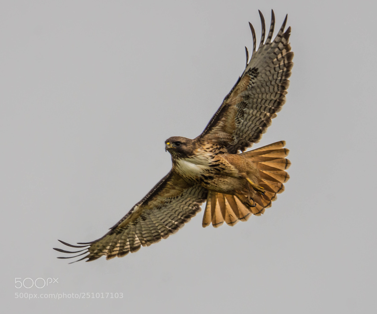 Nikon D7200 sample photo. Red tail hawk photography