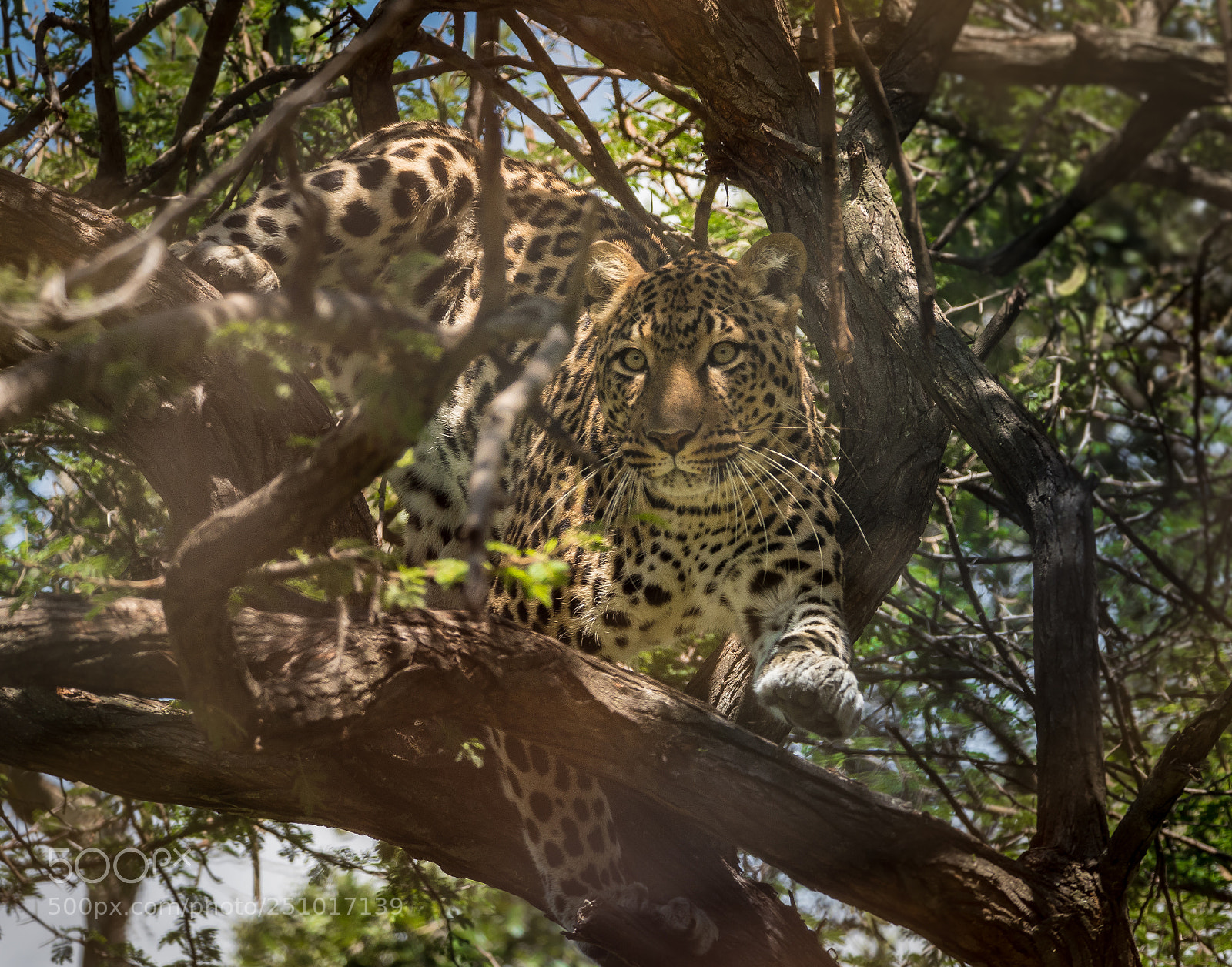 Panasonic Lumix DMC-GX8 sample photo. Leopard photography