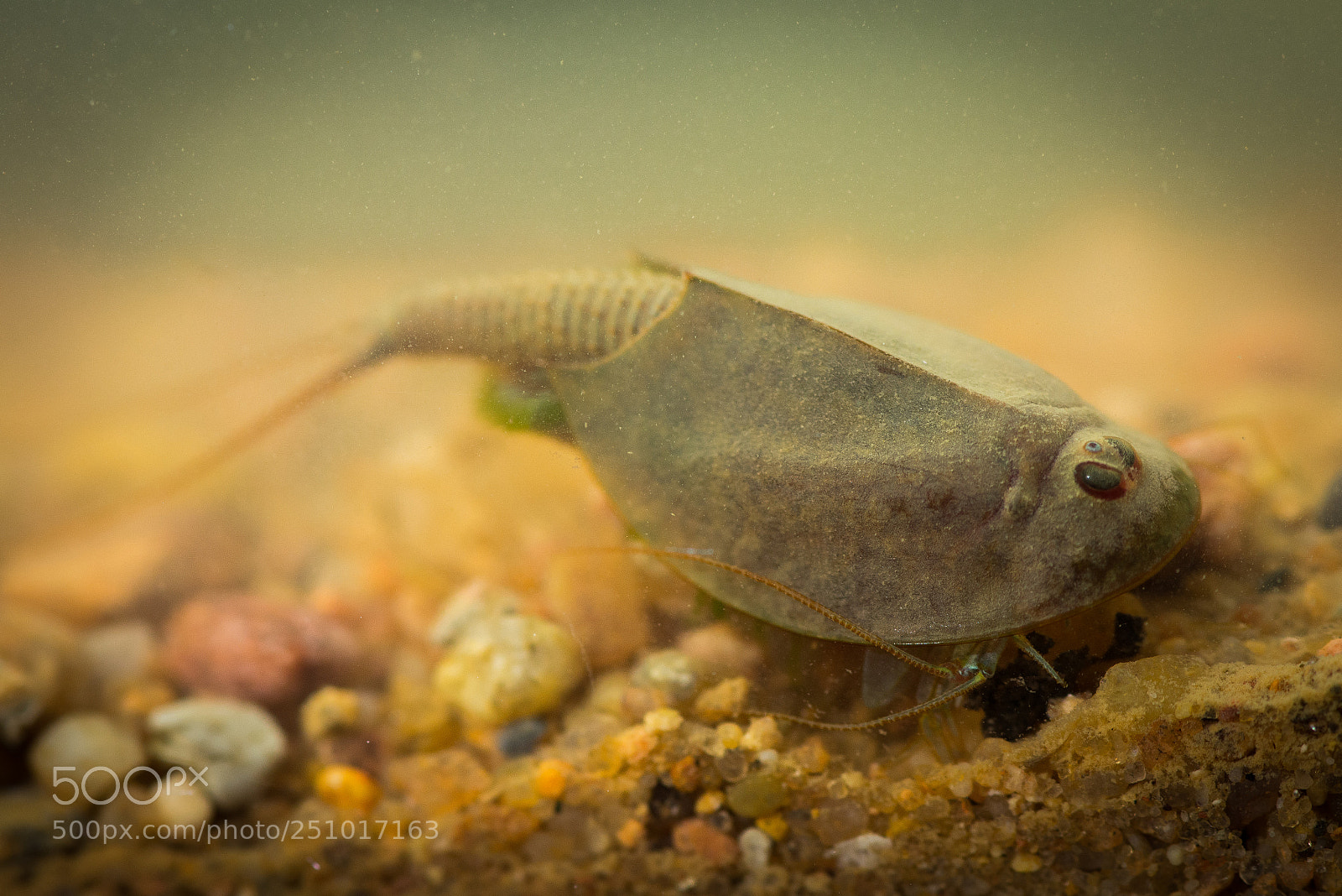 Nikon D600 sample photo. Triops photography