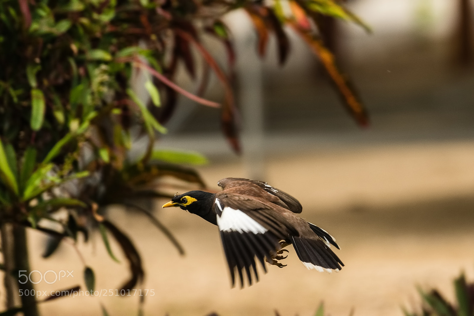 Canon EOS 7D Mark II sample photo. Common myna photography
