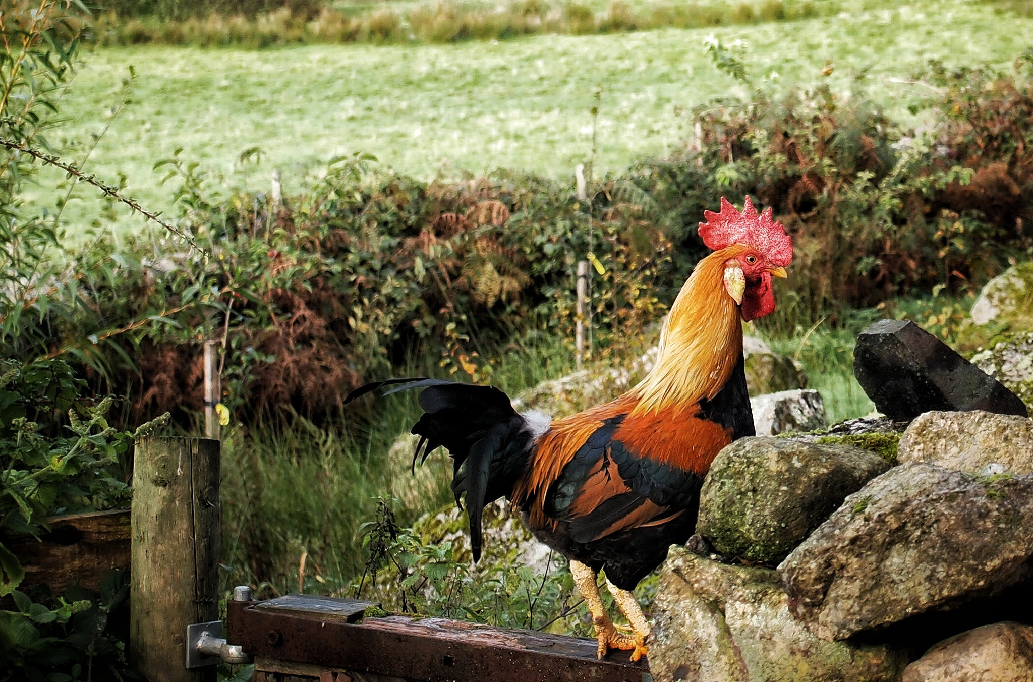 Olympus PEN E-PL1 sample photo. Cock of the walk photography
