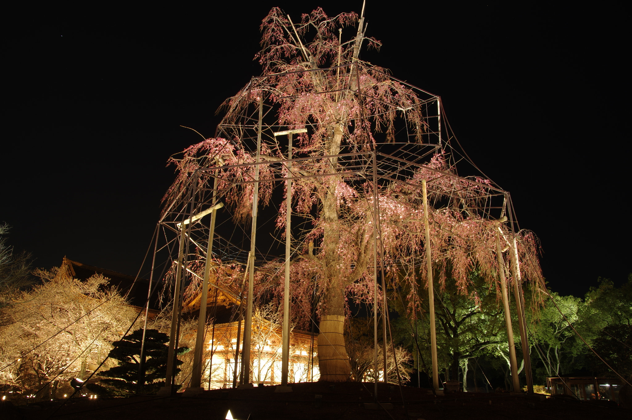 Pentax K-3 II sample photo. Night of cherry blossom. tō-ji, kyoto photography