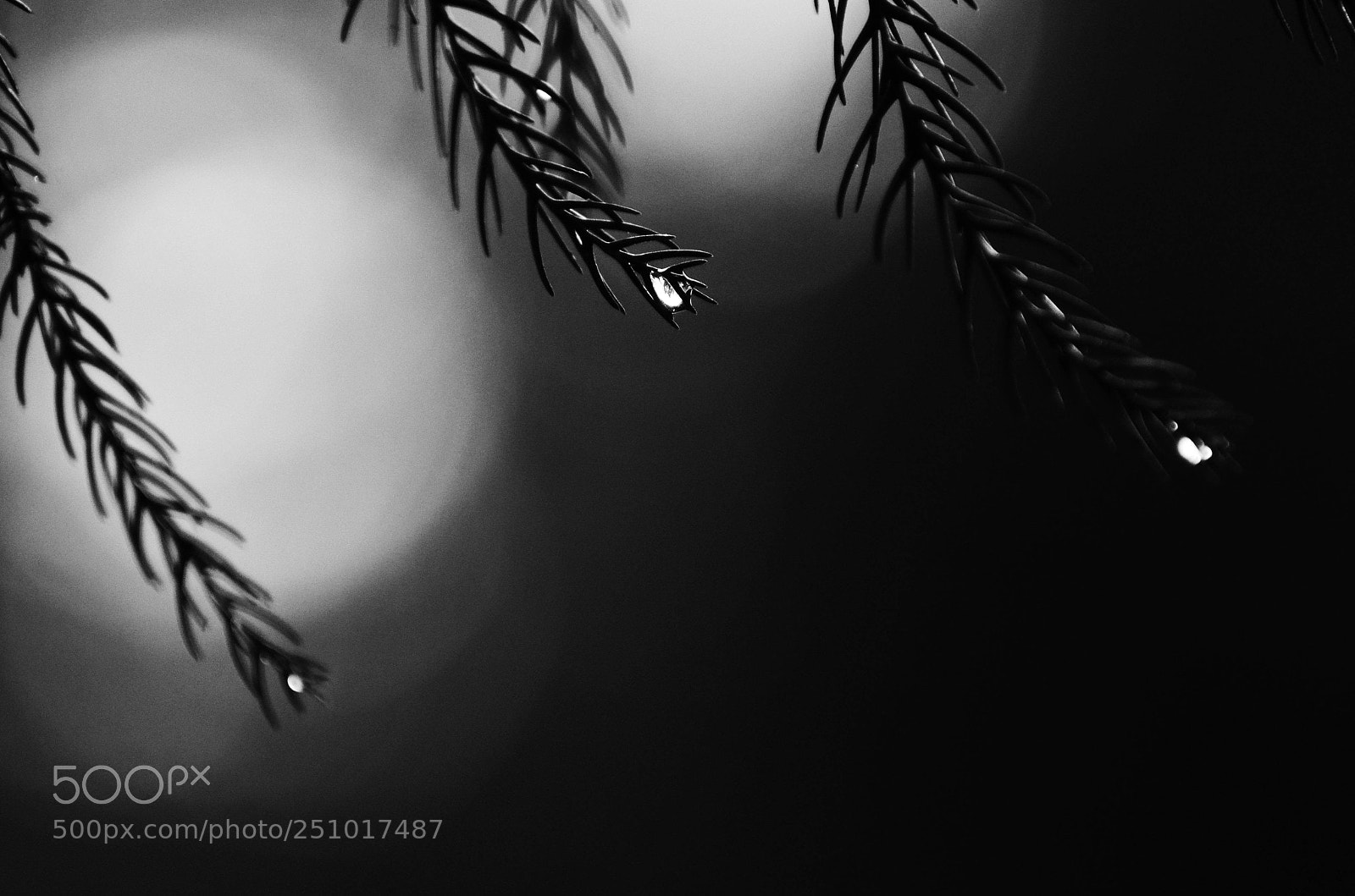 Nikon D5100 sample photo. Drops photography
