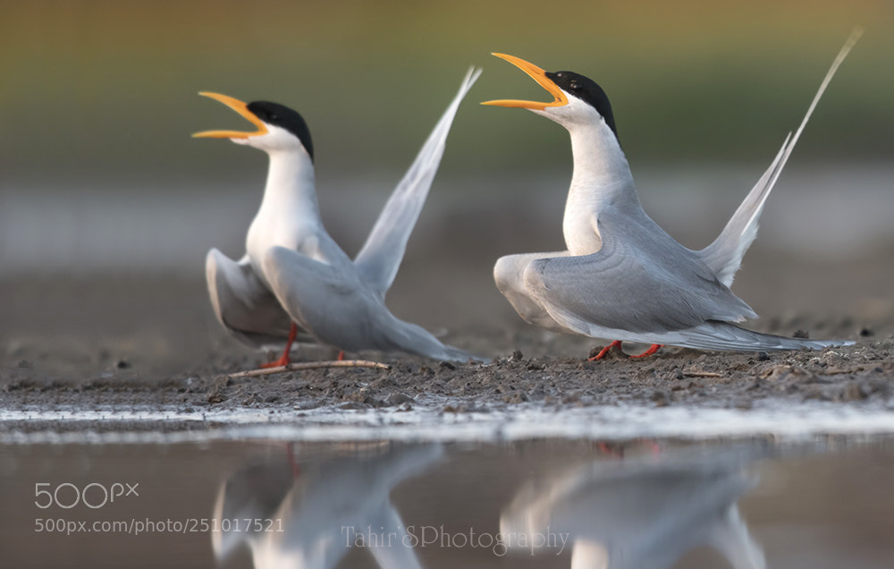 Nikon D500 sample photo. Courtship behaviour photography