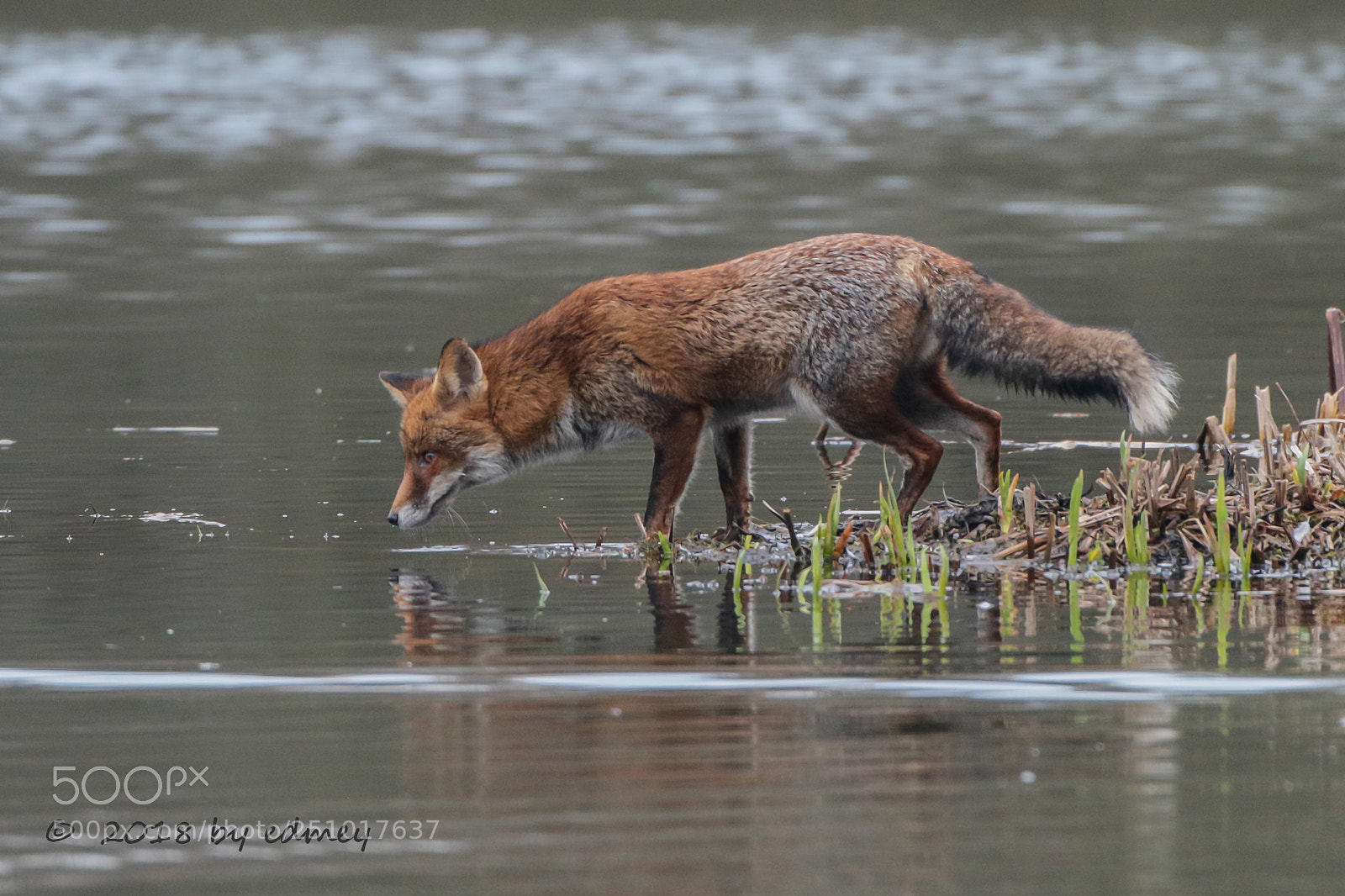 Canon EOS 7D Mark II sample photo. Rotfuchs photography