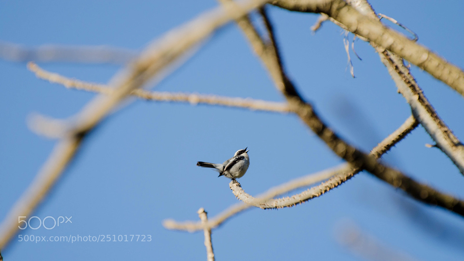 Nikon D5100 sample photo. A grey bush chat photography