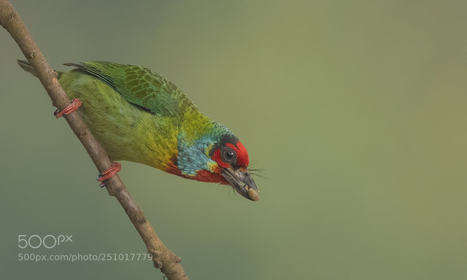 Nikon D500 sample photo. Malabar barbet photography